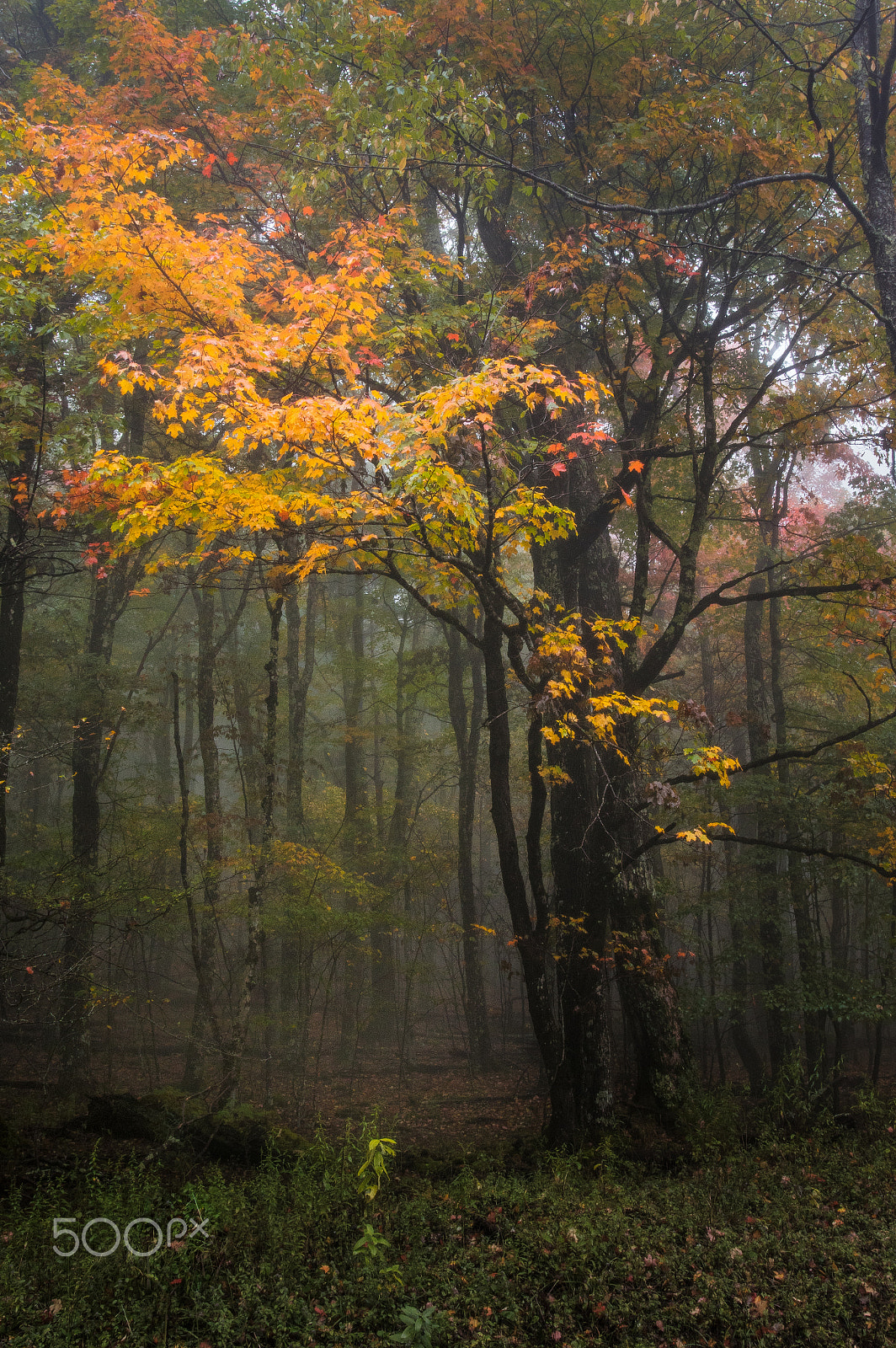 Pentax K-3 sample photo. Somber autumn morn photography