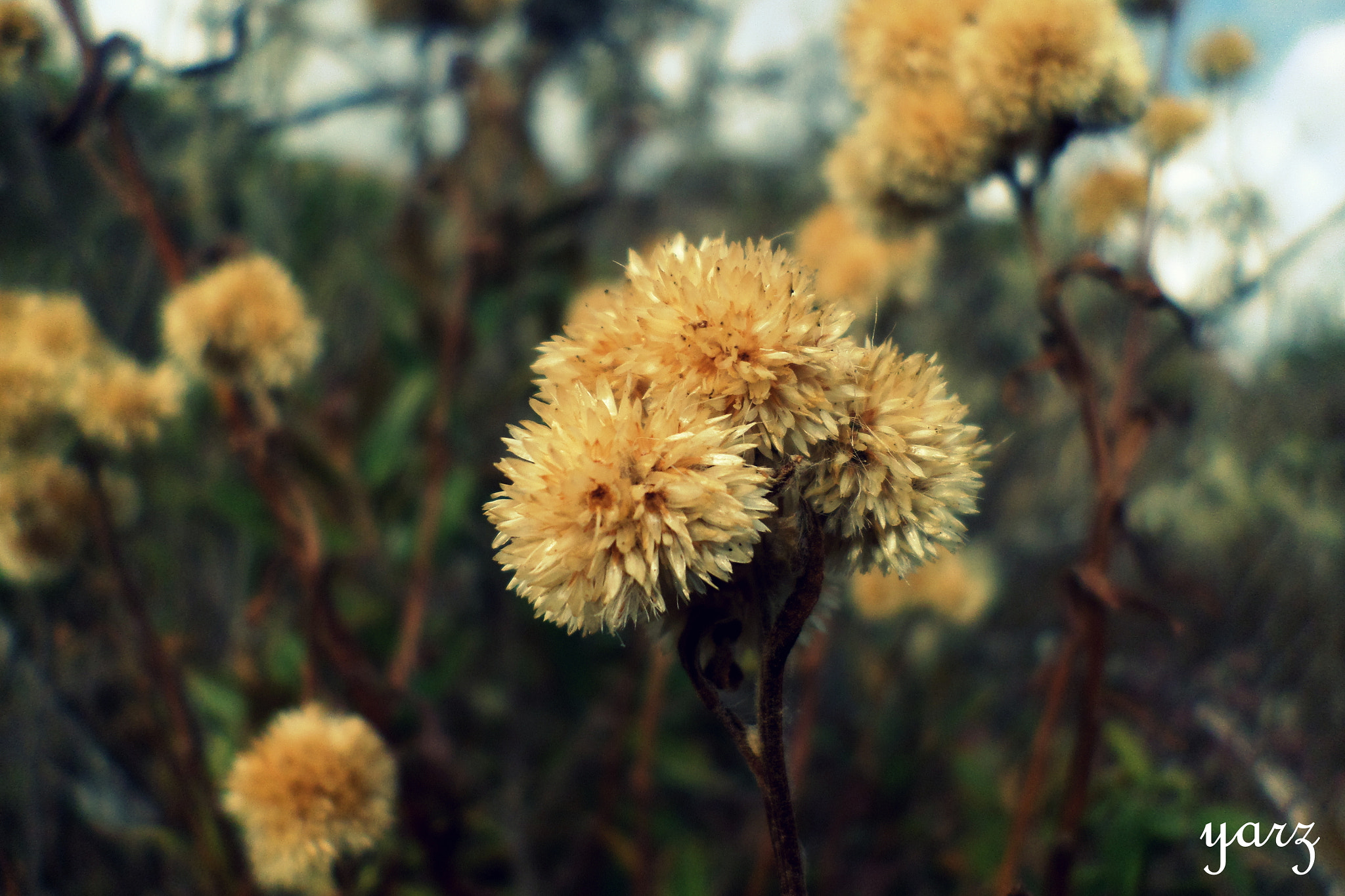 Samsung ST72/ST73 sample photo. Flor de verano photography