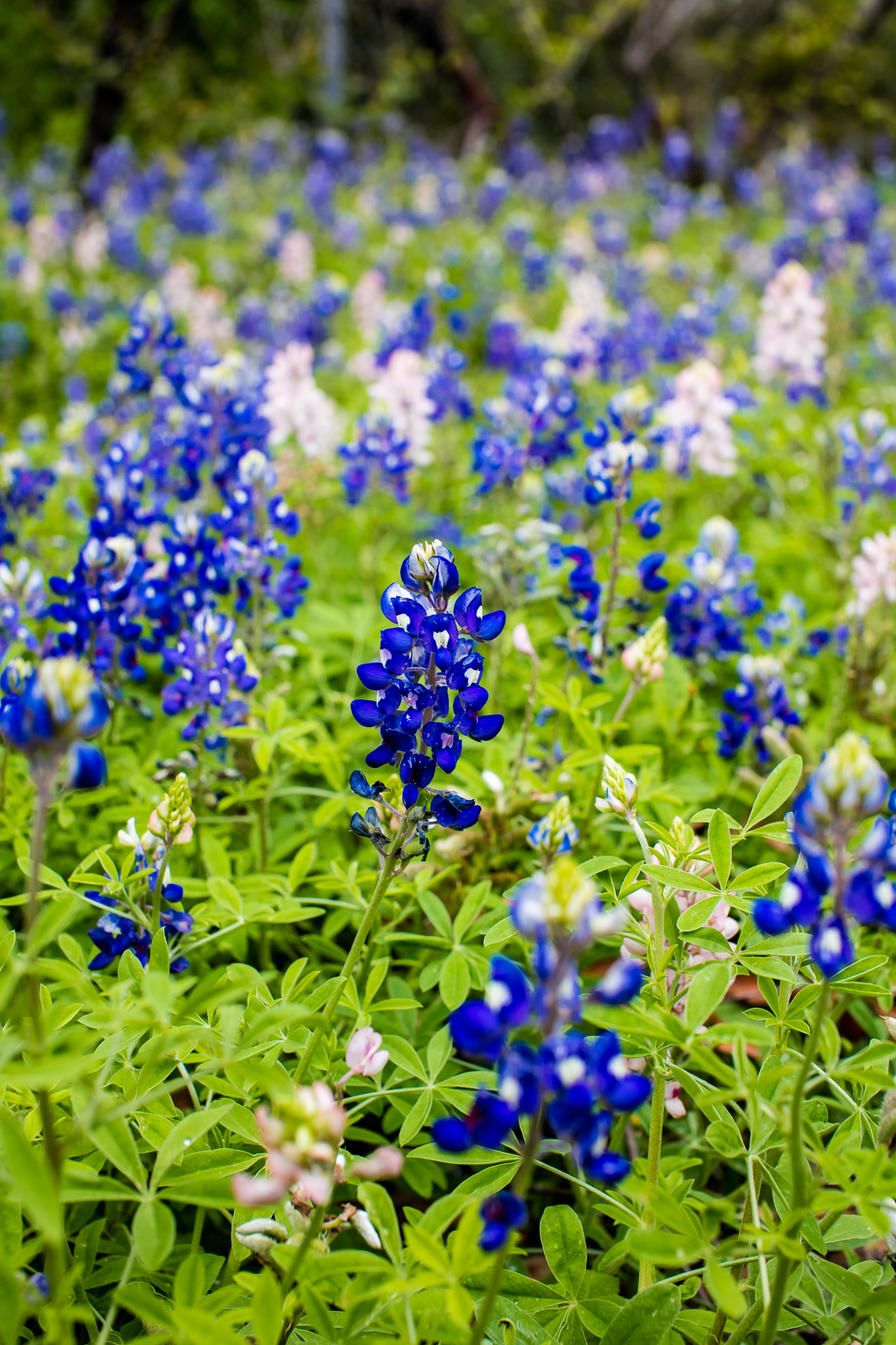 Sigma 50mm F1.4 EX DG HSM sample photo. It's a texas thing photography