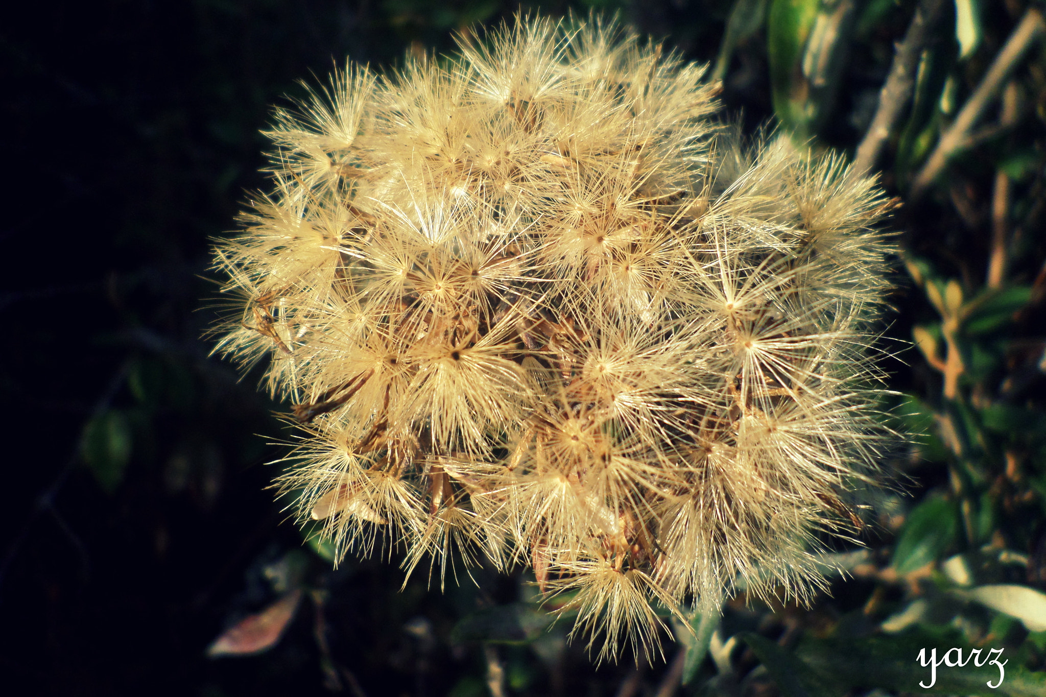 Samsung ST72/ST73 sample photo. Flor de verano photography