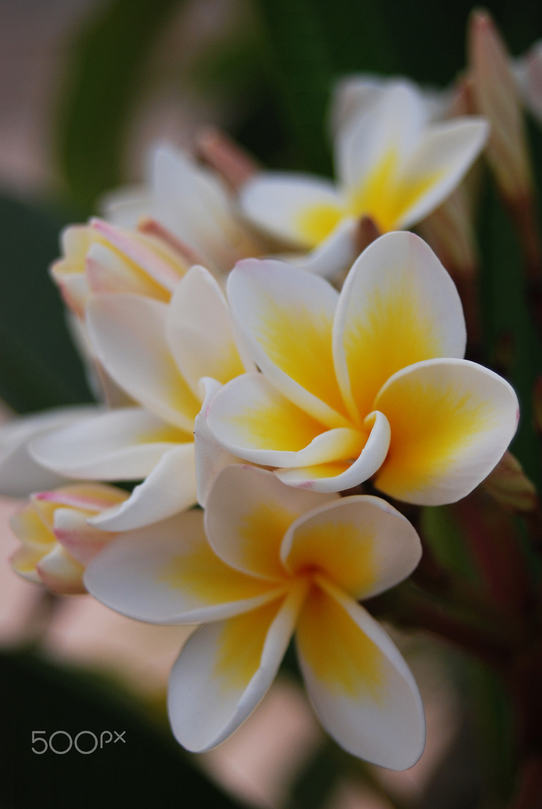 AF Zoom-Nikkor 28-70mm f/3.5-4.5D sample photo. Plumeria photography