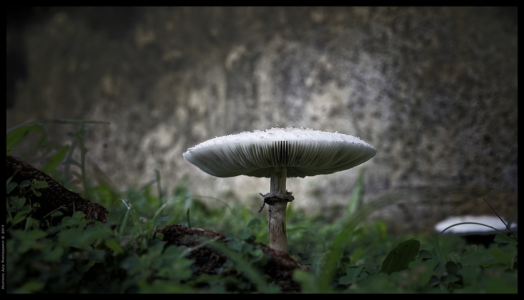 E 35mm F2 sample photo. Toadstool photography