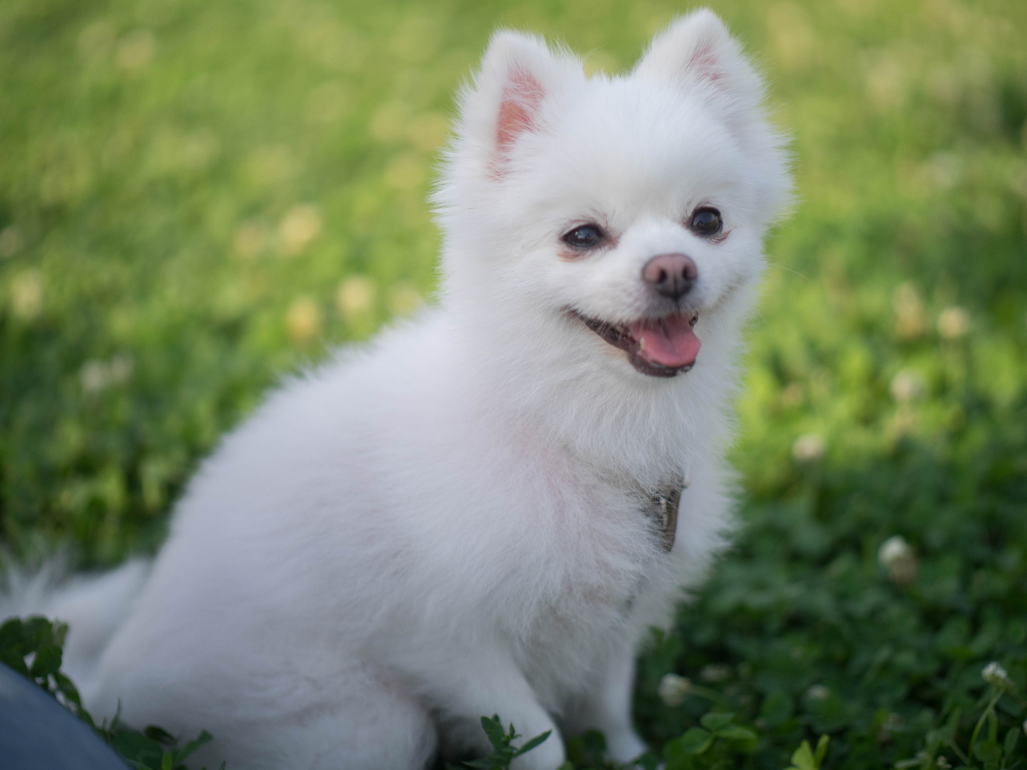Panasonic Leica DG Nocticron 42.5mm F1.2 ASPH OIS sample photo. Pom photography