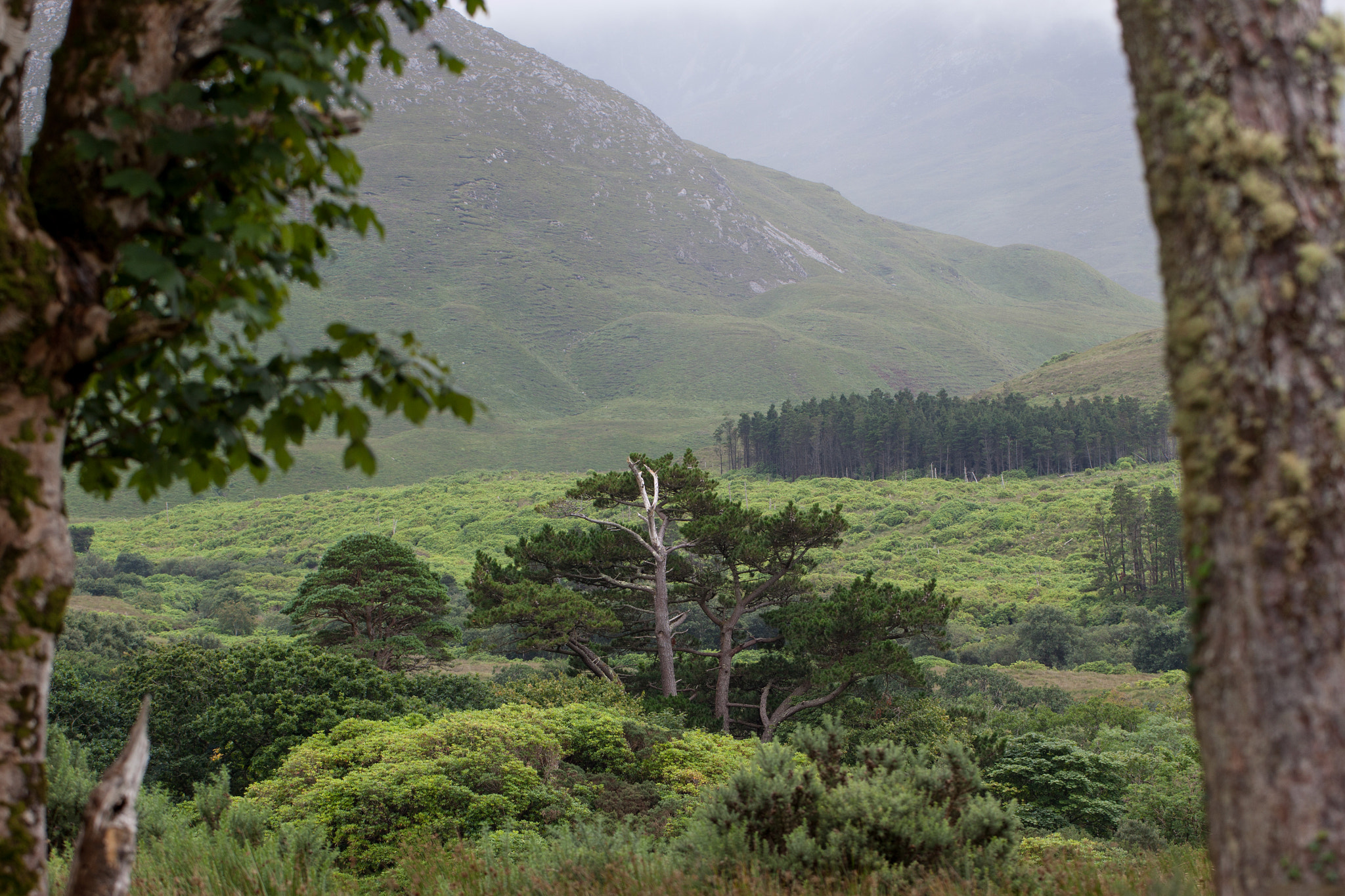 Canon EOS 500D (EOS Rebel T1i / EOS Kiss X3) sample photo. Connemara national park photography