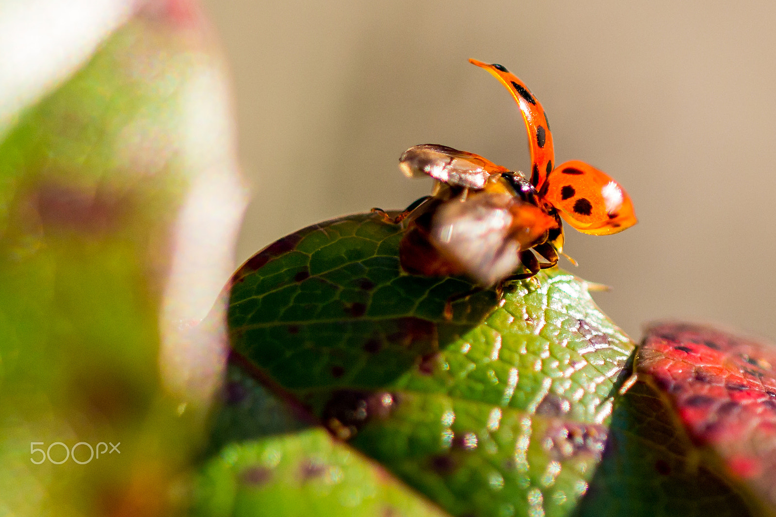 Sigma APO Macro 150mm f/2.8 EX DG HSM sample photo. Up and away photography