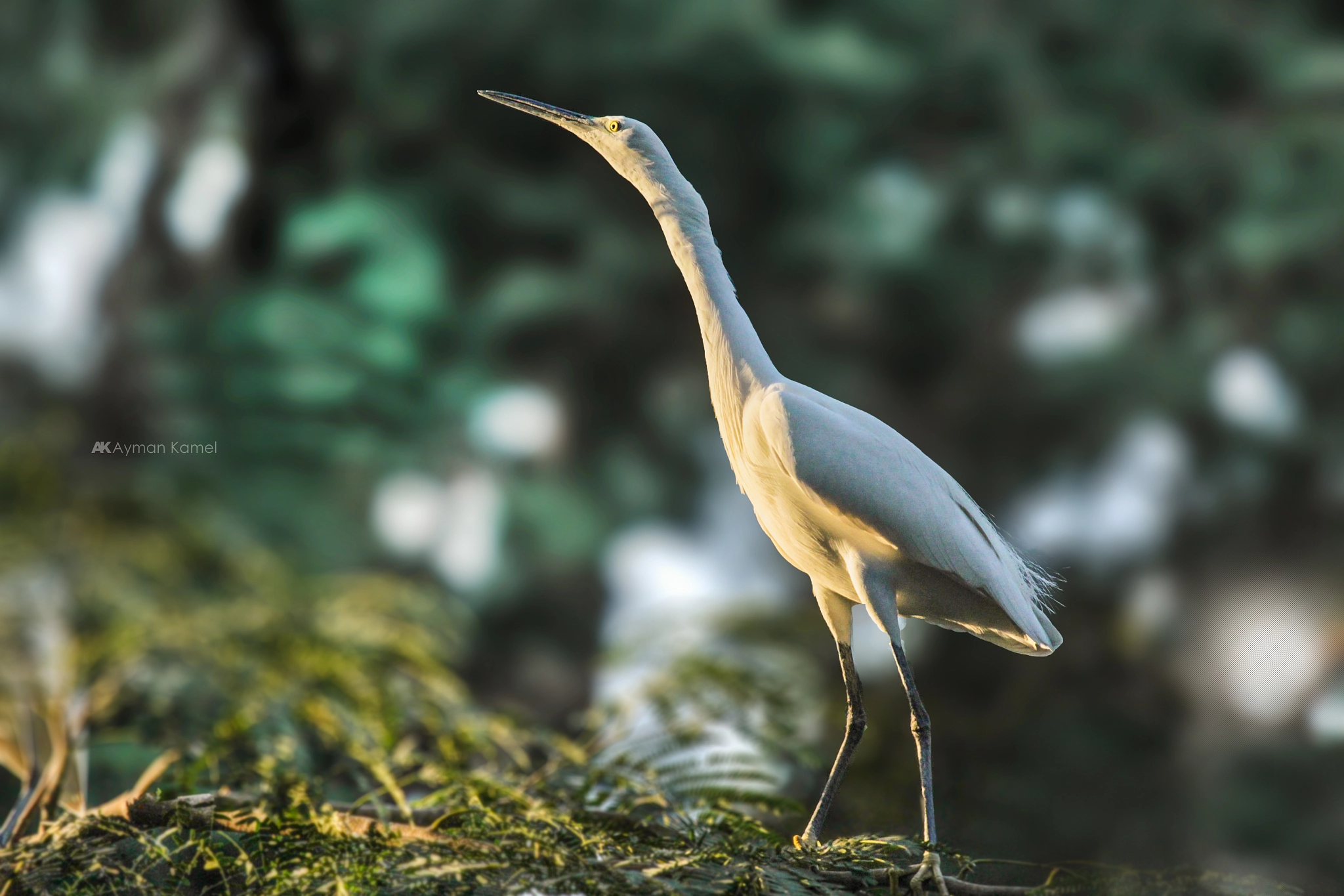 Canon EOS 650D (EOS Rebel T4i / EOS Kiss X6i) + Canon EF 70-200mm F4L USM sample photo. Little egret photography