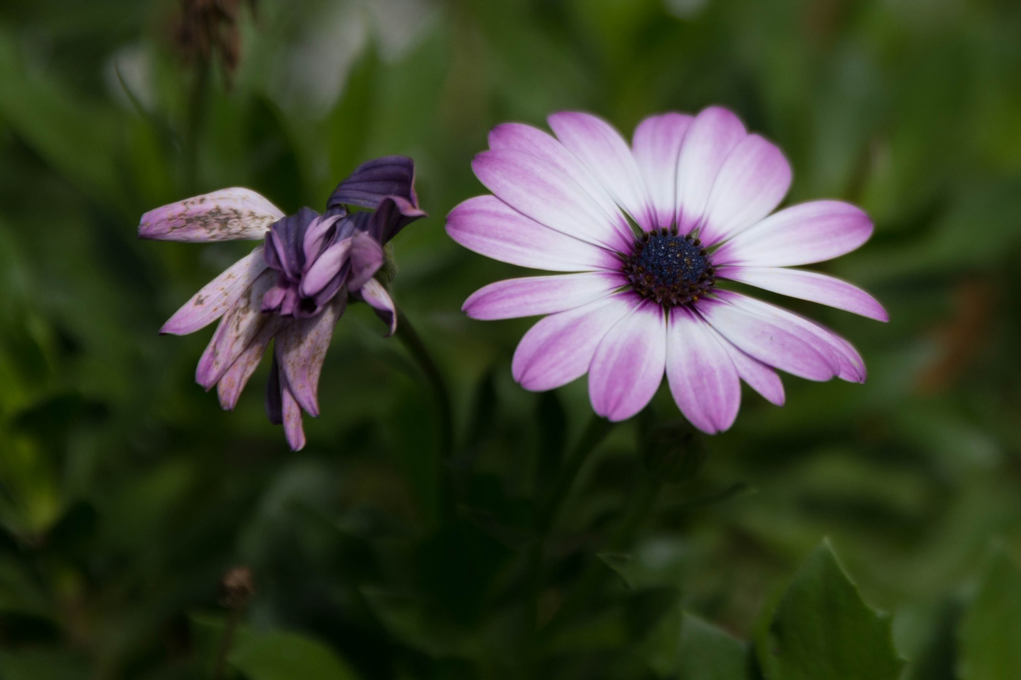 Tamron SP 24-70mm F2.8 Di VC USD sample photo. Daisy photography