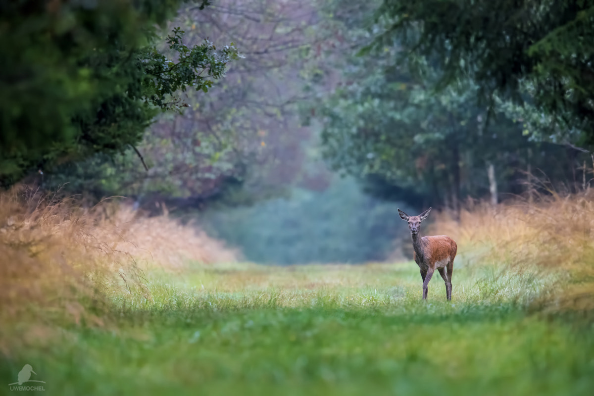 Canon EF 600mm F4L IS II USM sample photo. Kahlwild - rotwild (cervus elephus l.) photography