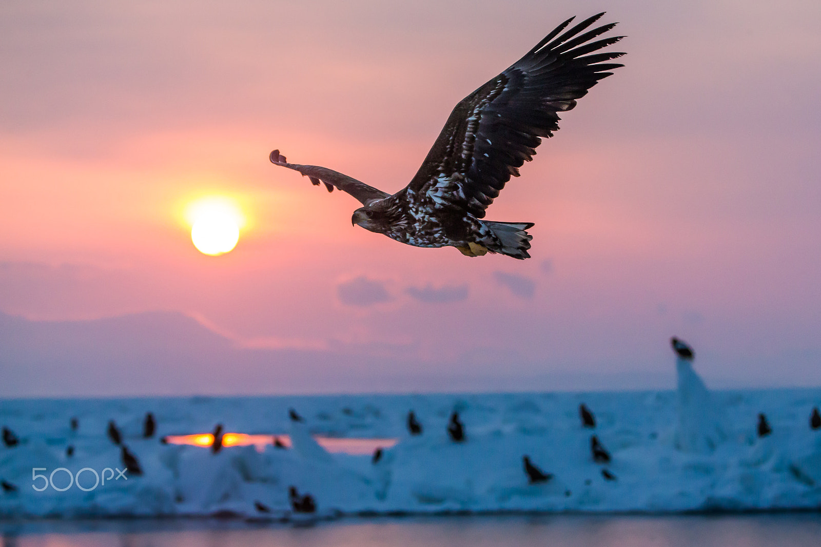 Canon EF 70-200mm F2.8L IS II USM sample photo. Flight with the morning sun photography