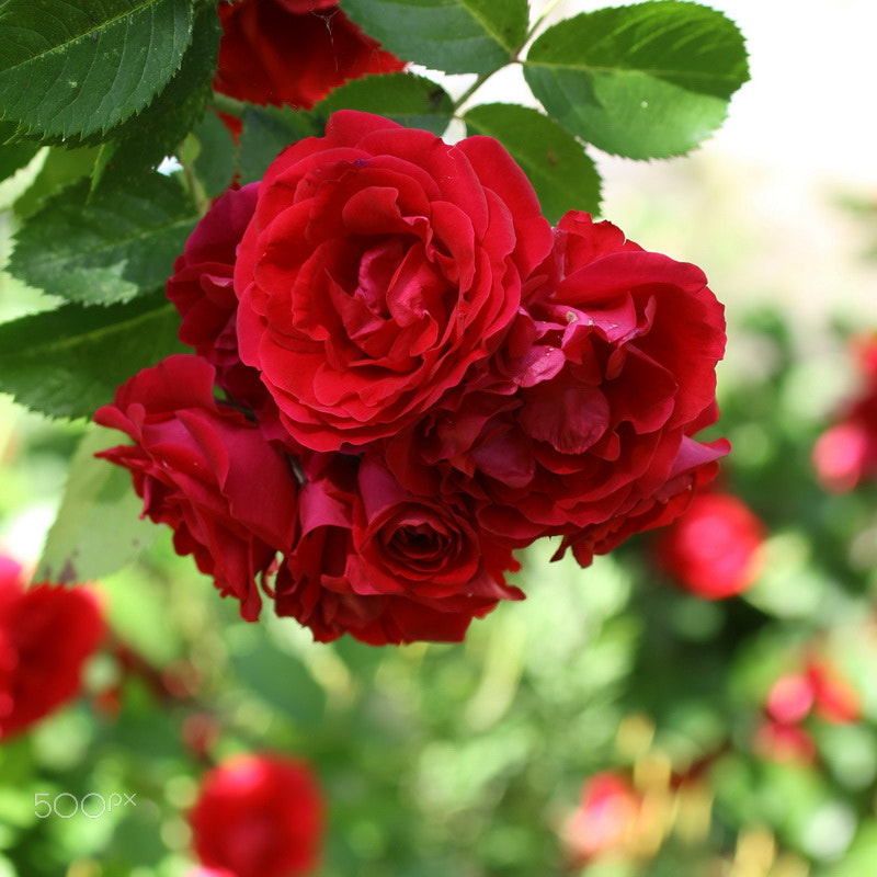 Canon EF 50mm F2.5 Macro sample photo. Img photography