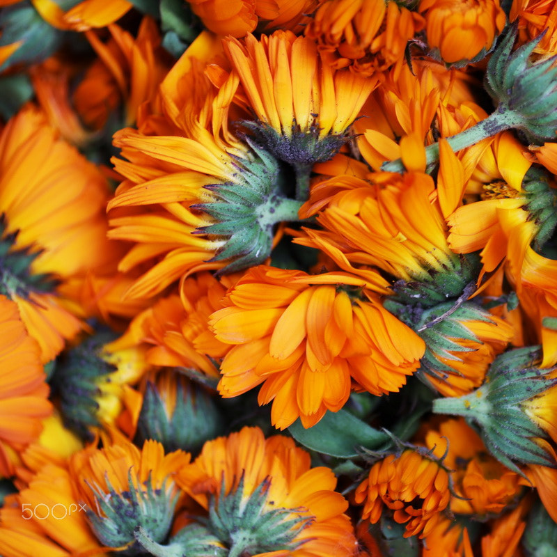 Canon EF 50mm F2.5 Macro sample photo. Img photography