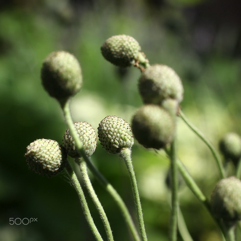 Canon EF 50mm F2.5 Macro sample photo. Img photography