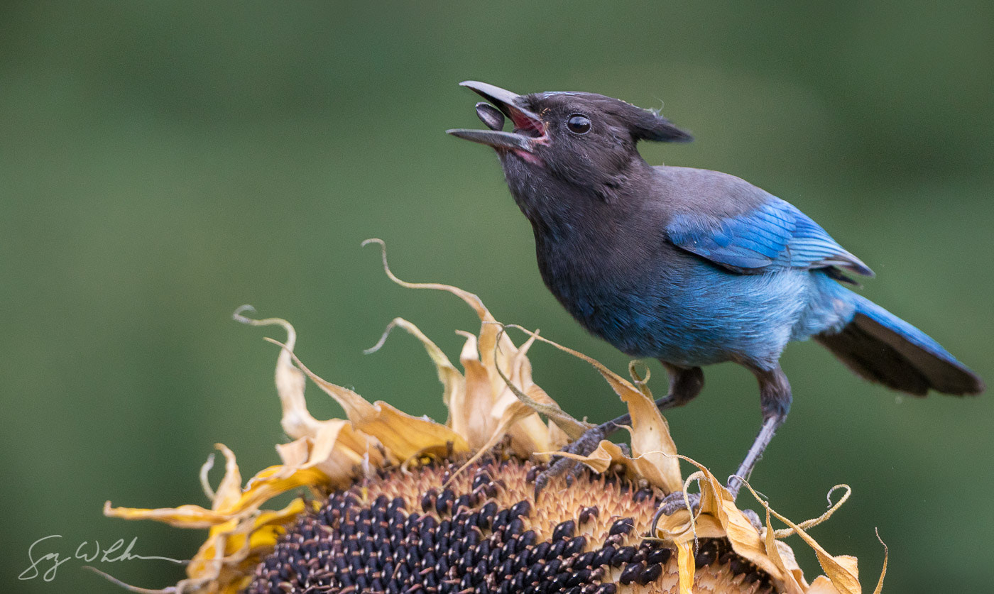 Sony a6300 + Canon EF 500mm F4L IS USM sample photo. Stellar's jay feast photography