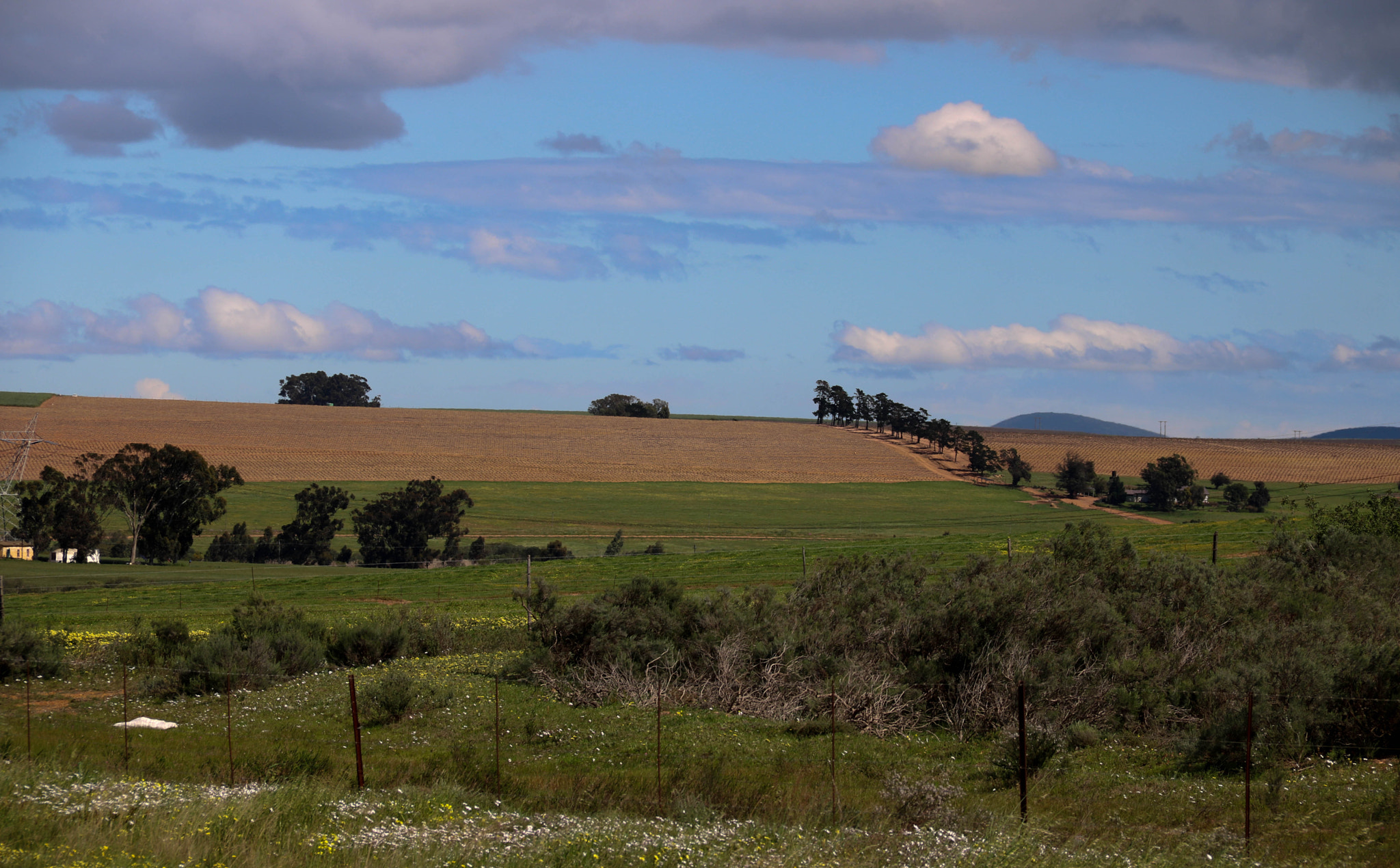 Canon EOS 750D (EOS Rebel T6i / EOS Kiss X8i) sample photo. Trees on their way photography