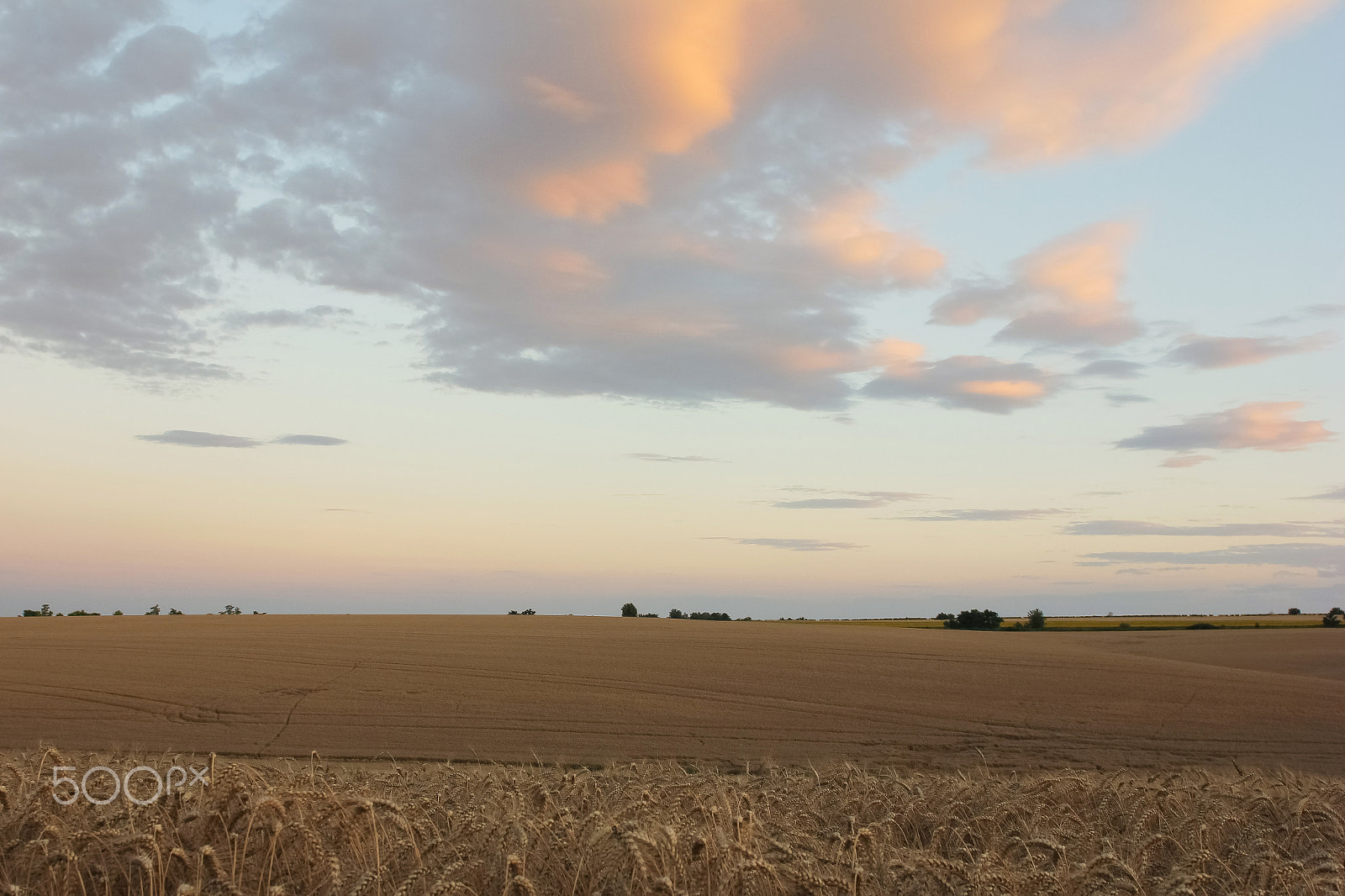Canon EOS 600D (Rebel EOS T3i / EOS Kiss X5) sample photo. Wheat field before harvest photography