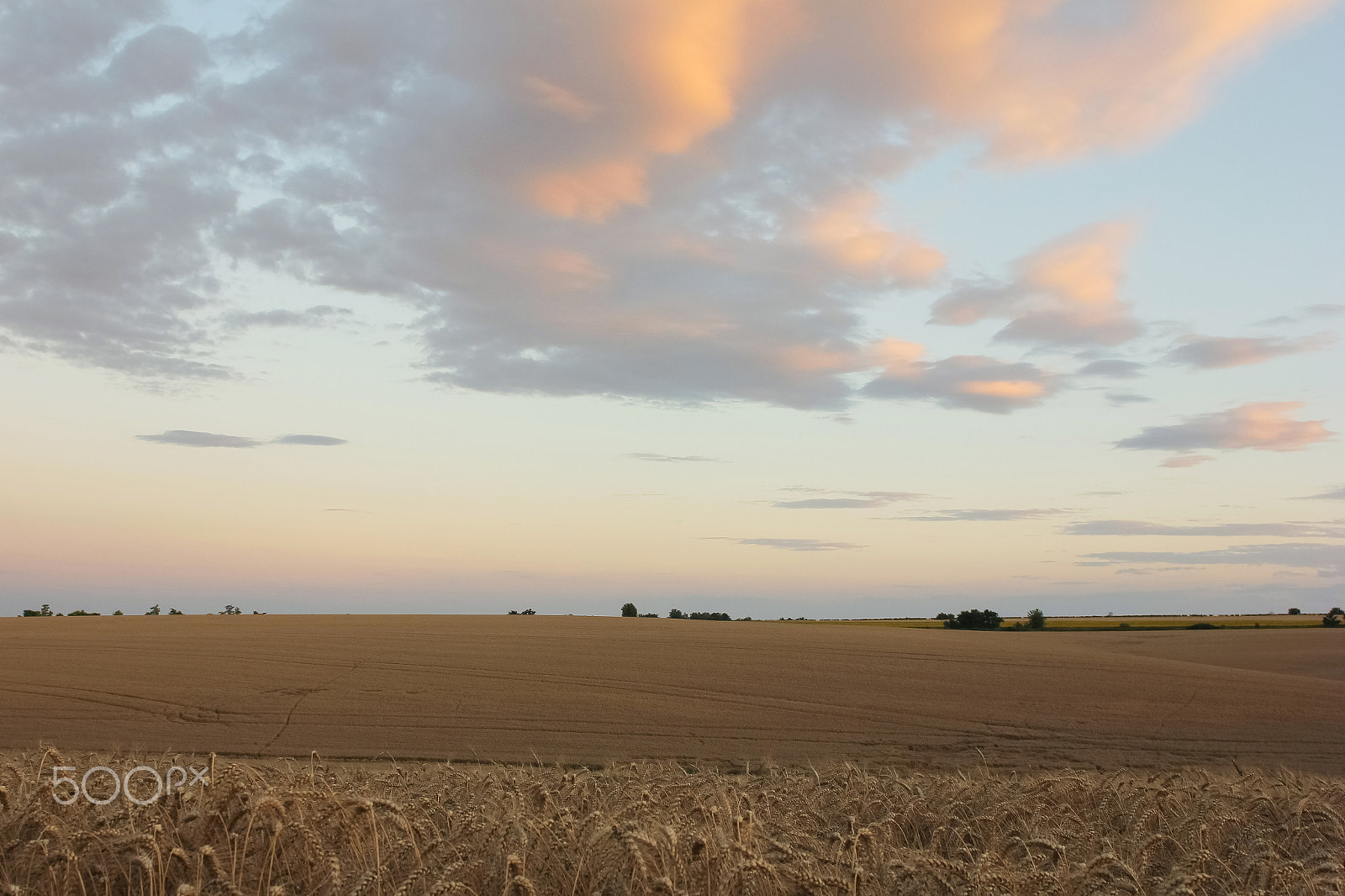 Canon EOS 600D (Rebel EOS T3i / EOS Kiss X5) + Sigma 24-70mm F2.8 EX DG Macro sample photo. Wheat field before harvest photography