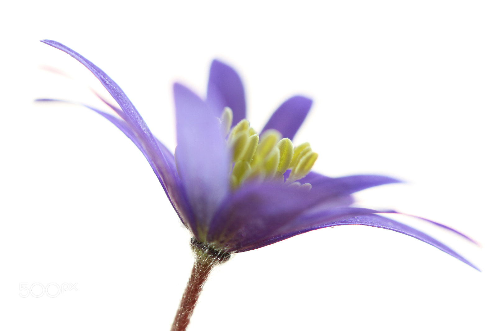 Canon EOS 7D + Canon EF 100mm F2.8L Macro IS USM sample photo. Anemone photography