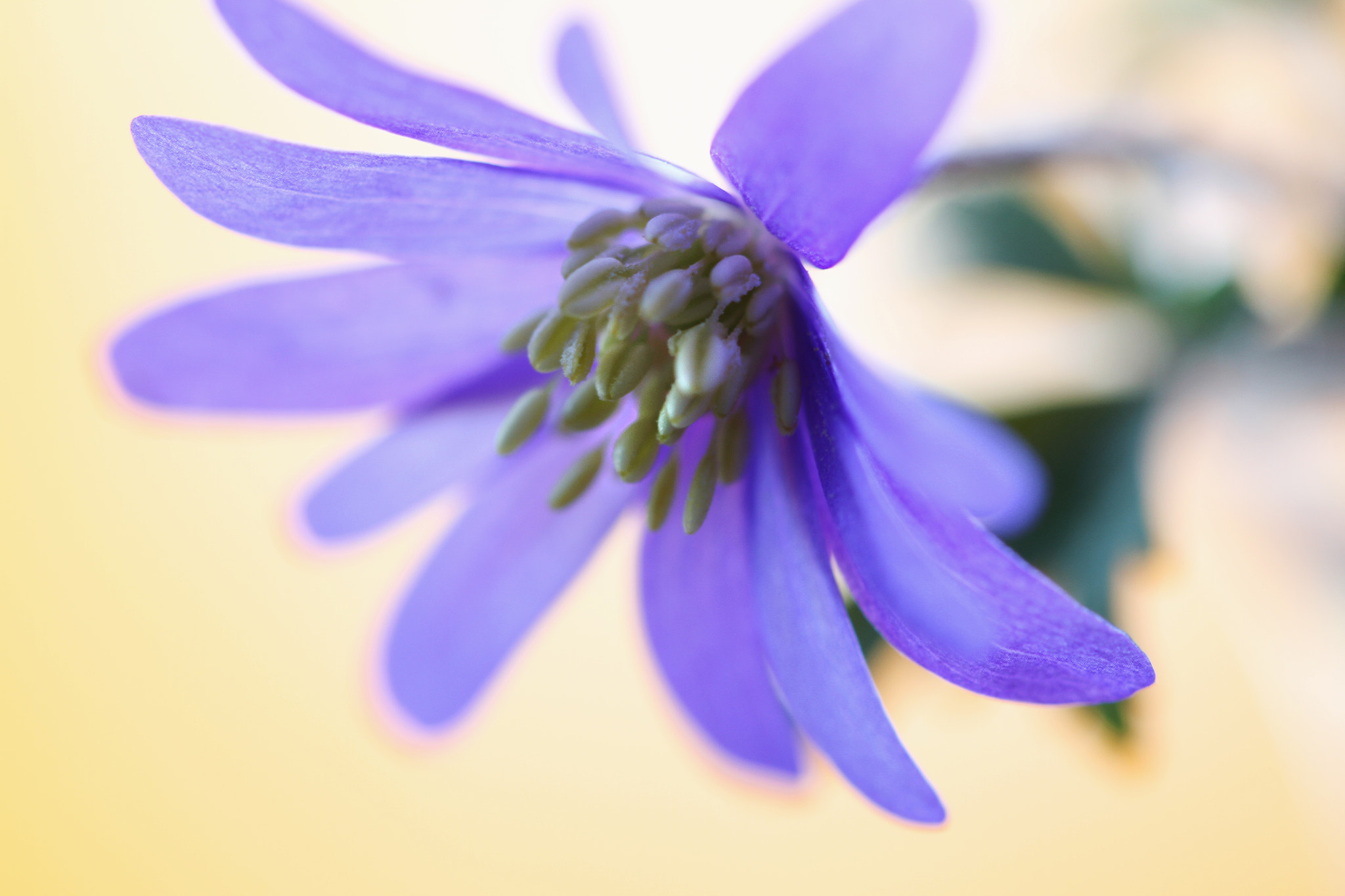 Canon EOS 7D + Canon EF 100mm F2.8L Macro IS USM sample photo. Blaue anemone photography