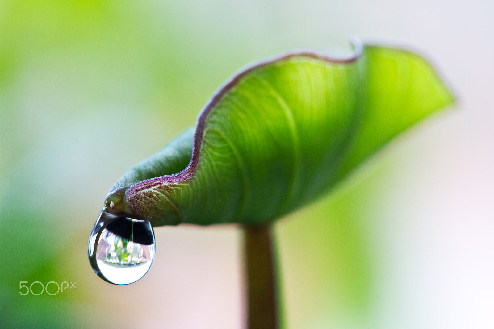 Canon EOS 7D + Canon EF 100mm F2.8L Macro IS USM sample photo. Taro-blatt mit tropfen photography