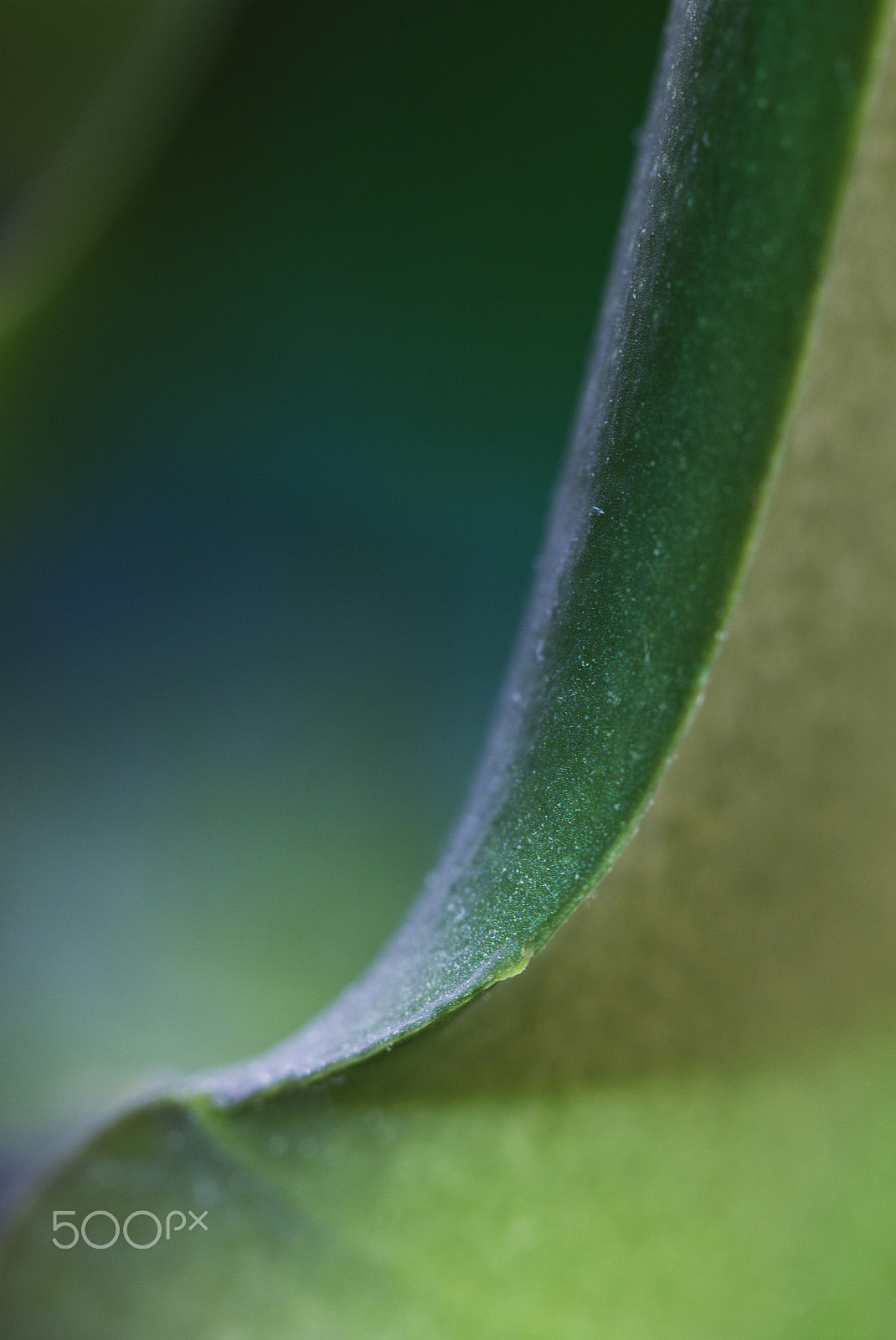 Canon EOS 7D + Canon EF 100mm F2.8L Macro IS USM sample photo. Blattkante photography