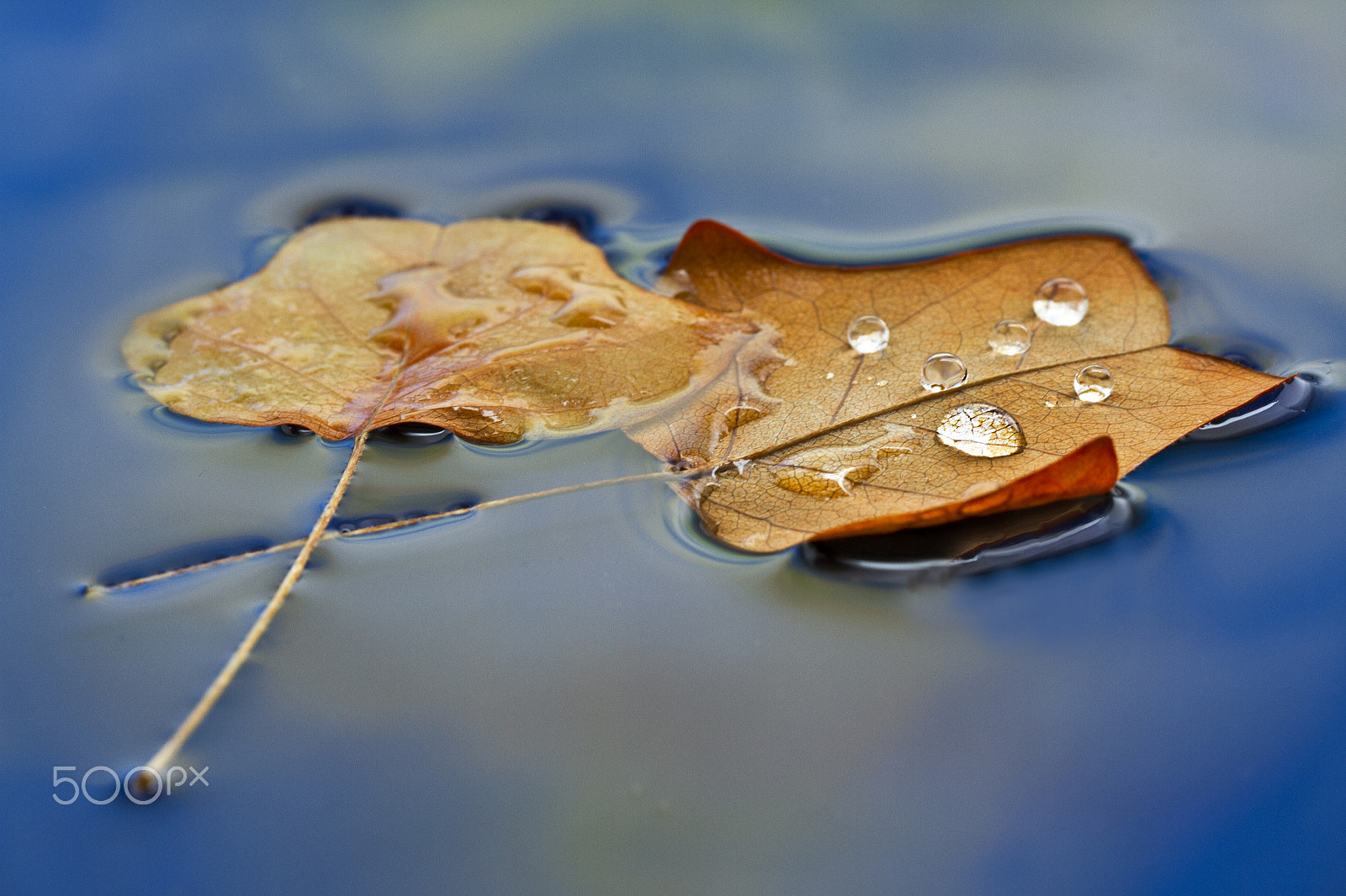 Canon EOS 7D + Canon EF 100mm F2.8L Macro IS USM sample photo. Blatt photography