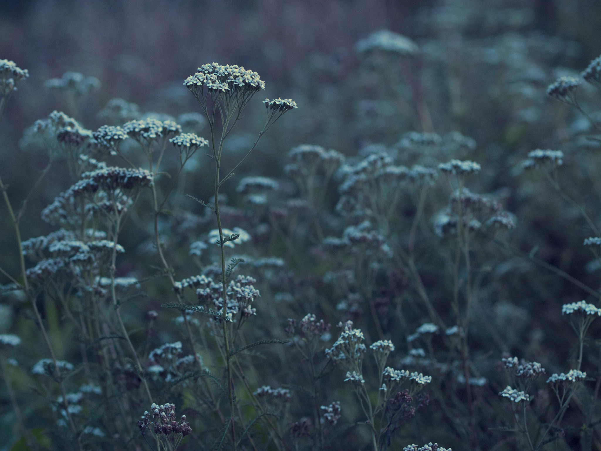 Olympus PEN E-PL3 sample photo. Wild flowers photography