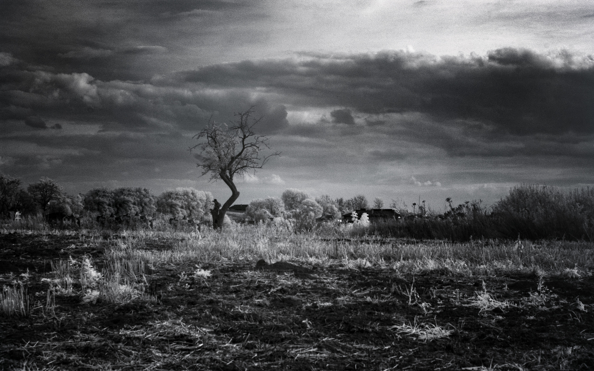 Nikon D1X sample photo. Infrared photography