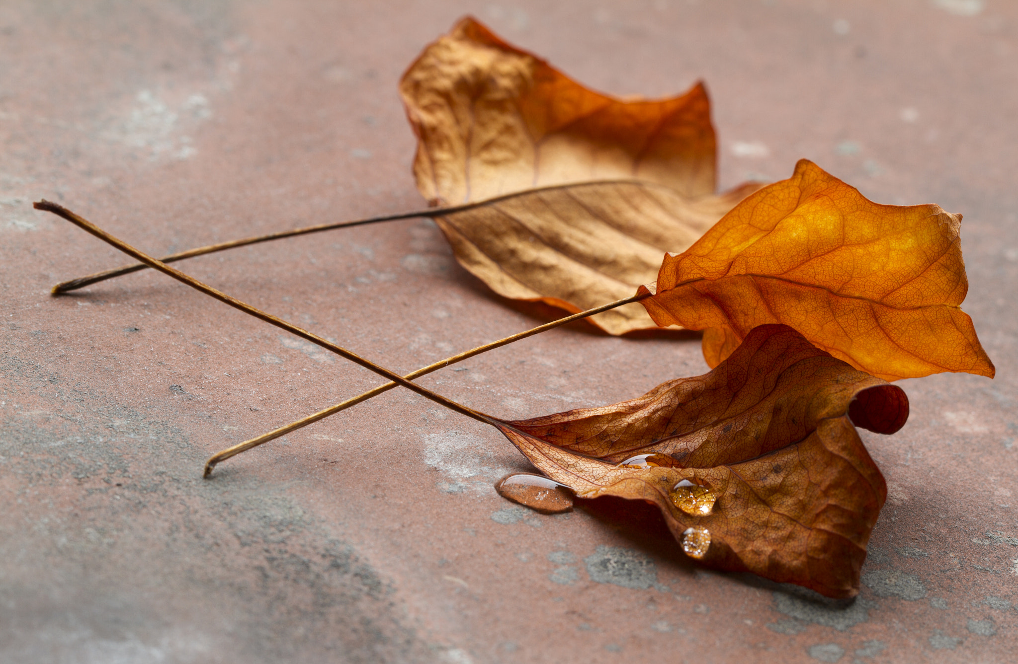 Canon EOS 7D + Canon EF 100mm F2.8L Macro IS USM sample photo. Autumn leaves photography