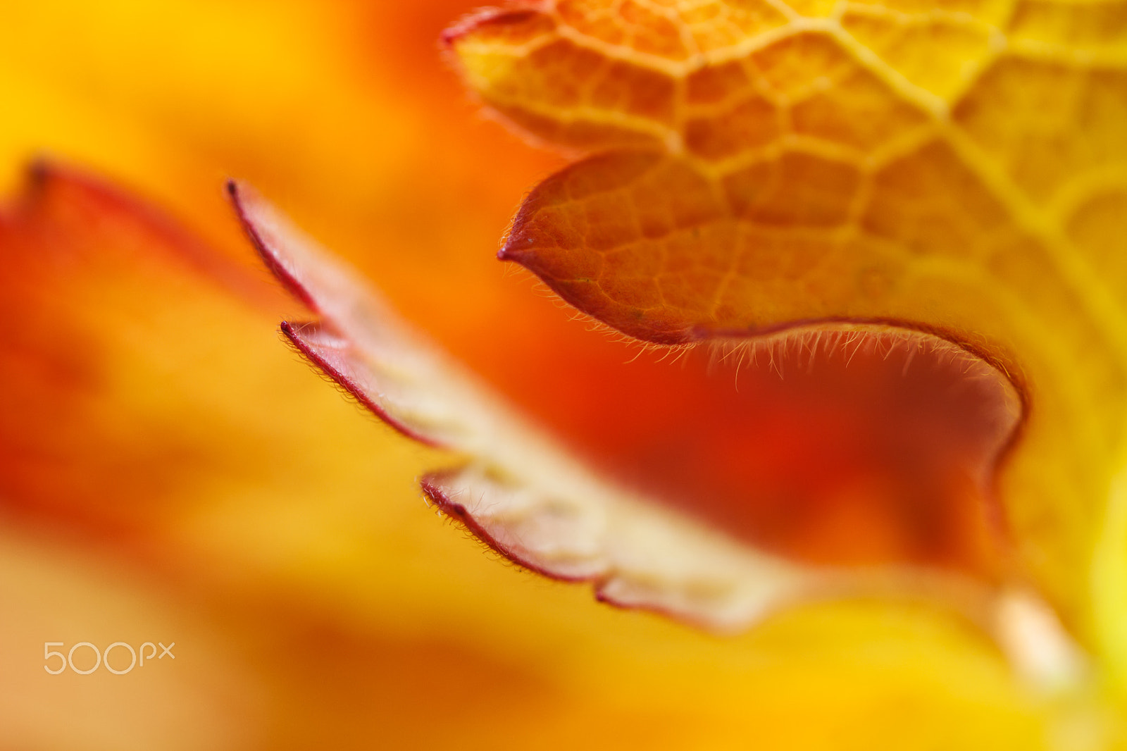 Canon EF-S 60mm F2.8 Macro USM sample photo. Blattmakro photography