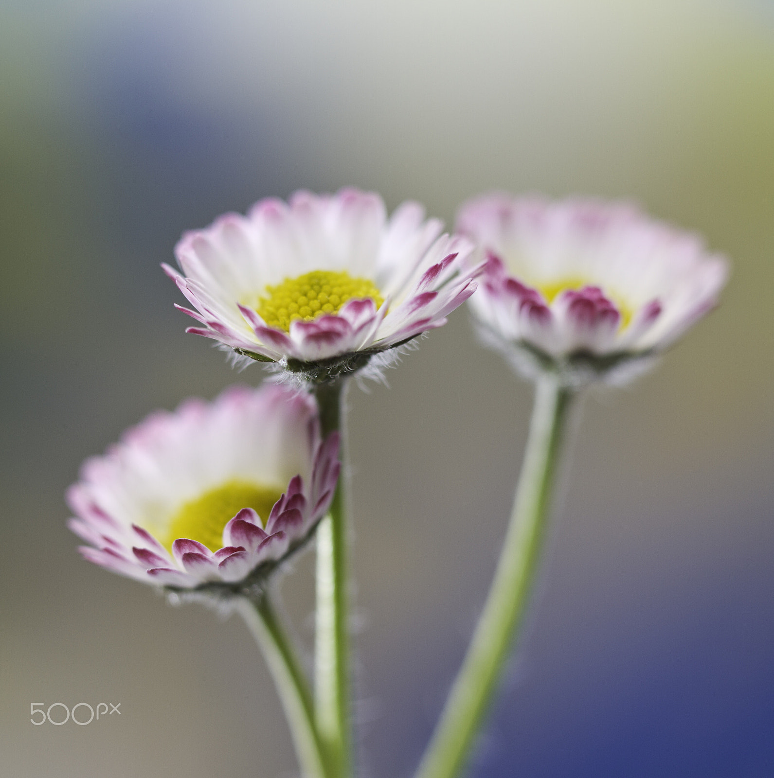 Canon EOS 7D + Canon EF 100mm F2.8L Macro IS USM sample photo. Trio bellis perennis photography