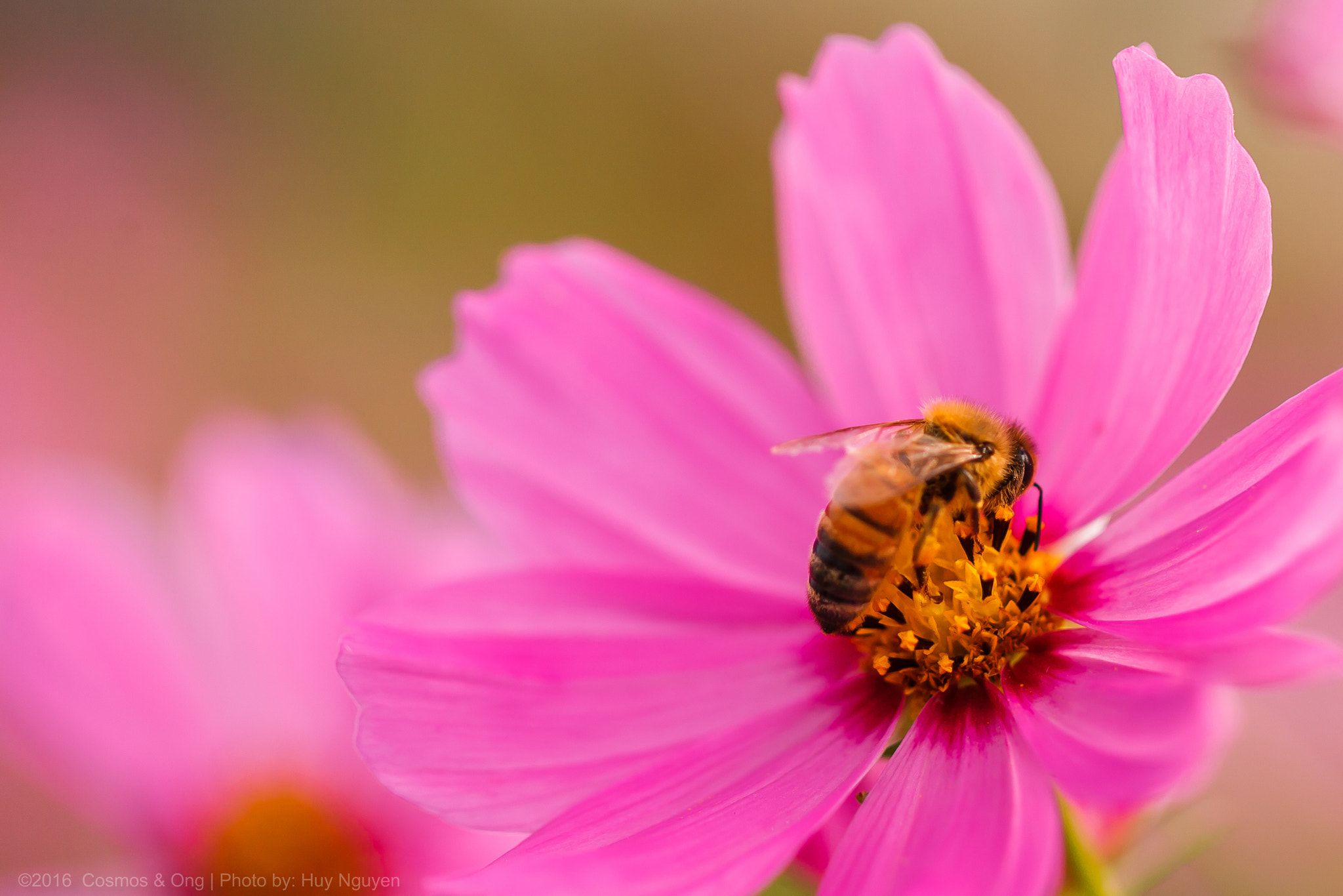 Canon EF 100mm F2.8L Macro IS USM sample photo. Mg photography