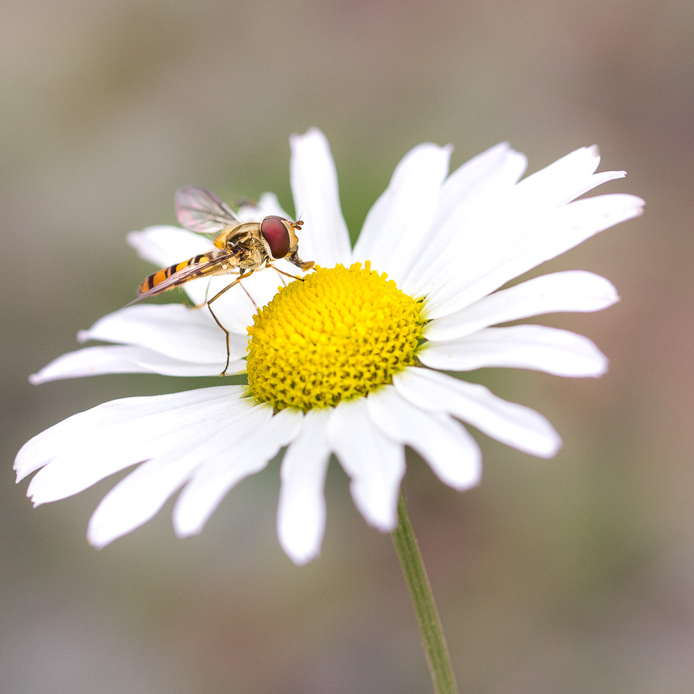 Canon EOS 7D Mark II + Canon EF 100mm F2.8L Macro IS USM sample photo. Marguerite et le syrphe photography
