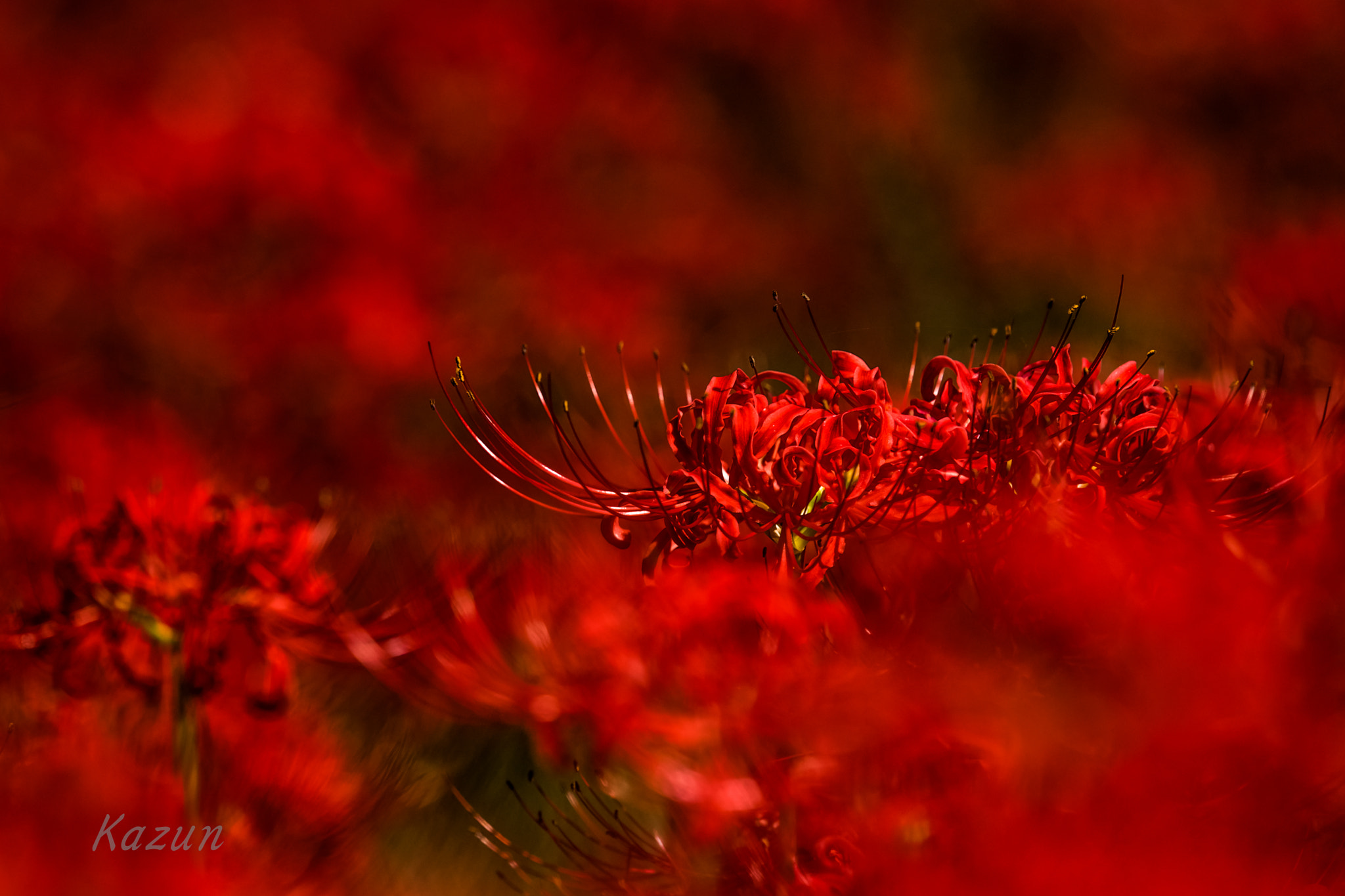 Nikon Nikkor AF-S 300mm F4E PF ED VR sample photo. Red sea! -again- photography