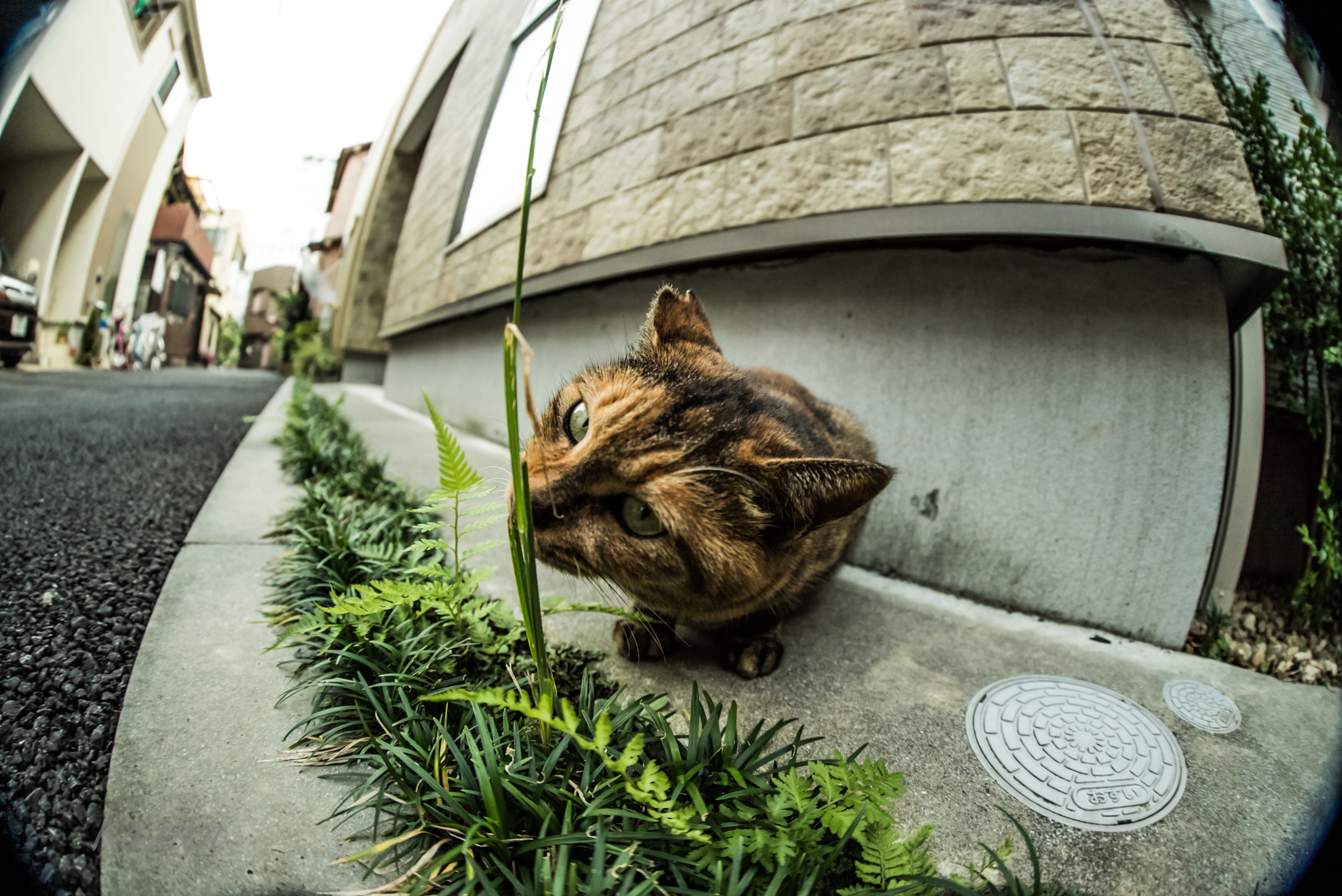 Sony a7S II + Canon EF 8-15mm F4L Fisheye USM sample photo. Can i eat? photography