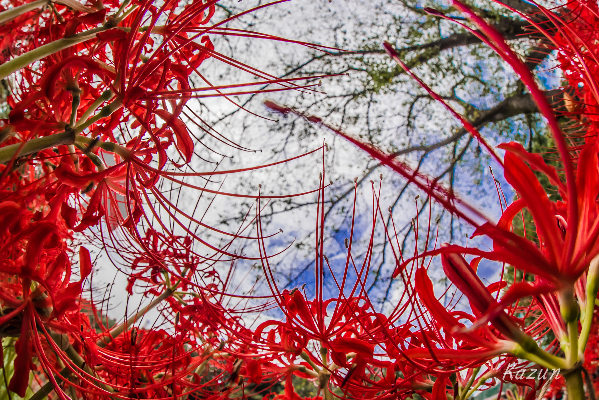 Sony a7S II sample photo. Red crown! photography