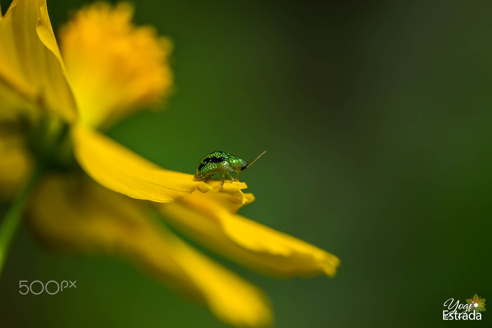 Canon EOS 7D + Canon EF 100mm F2.8L Macro IS USM sample photo. Looking for love photography