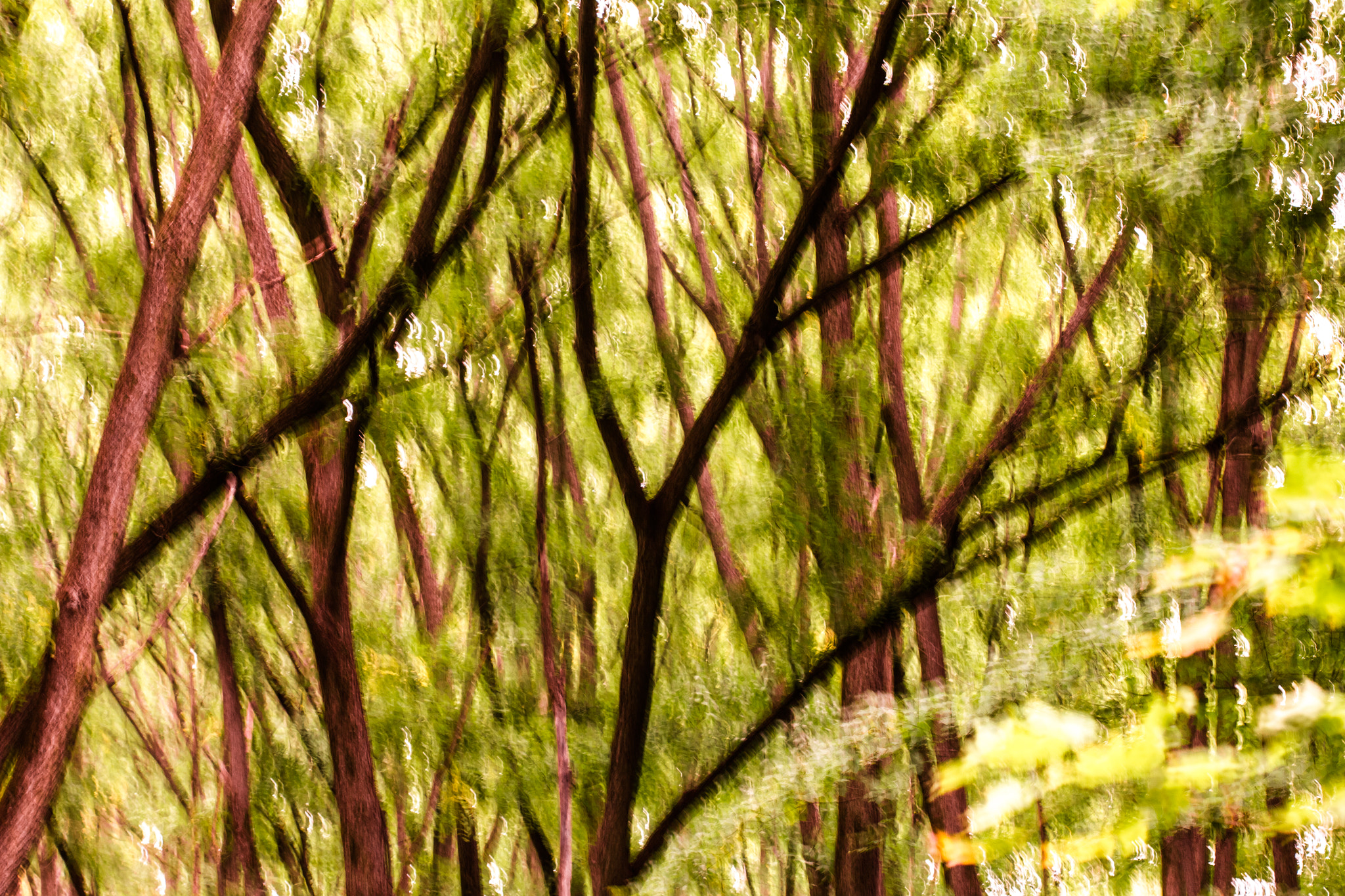 Canon EF 100mm F2.8 Macro USM sample photo. Nature vibrante photography