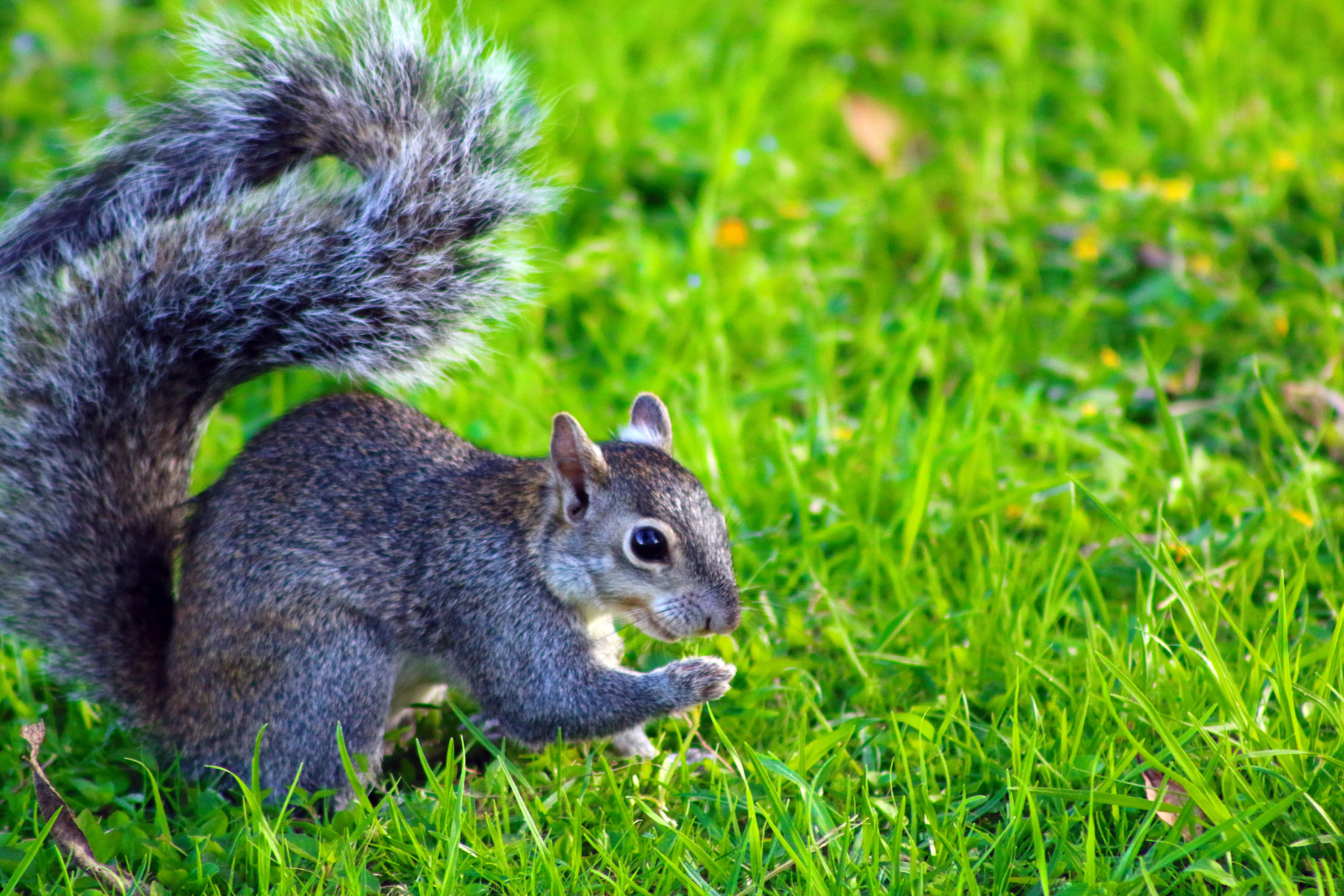 Canon EF 75-300mm f/4-5.6 USM sample photo. Beautiful squirrel photography