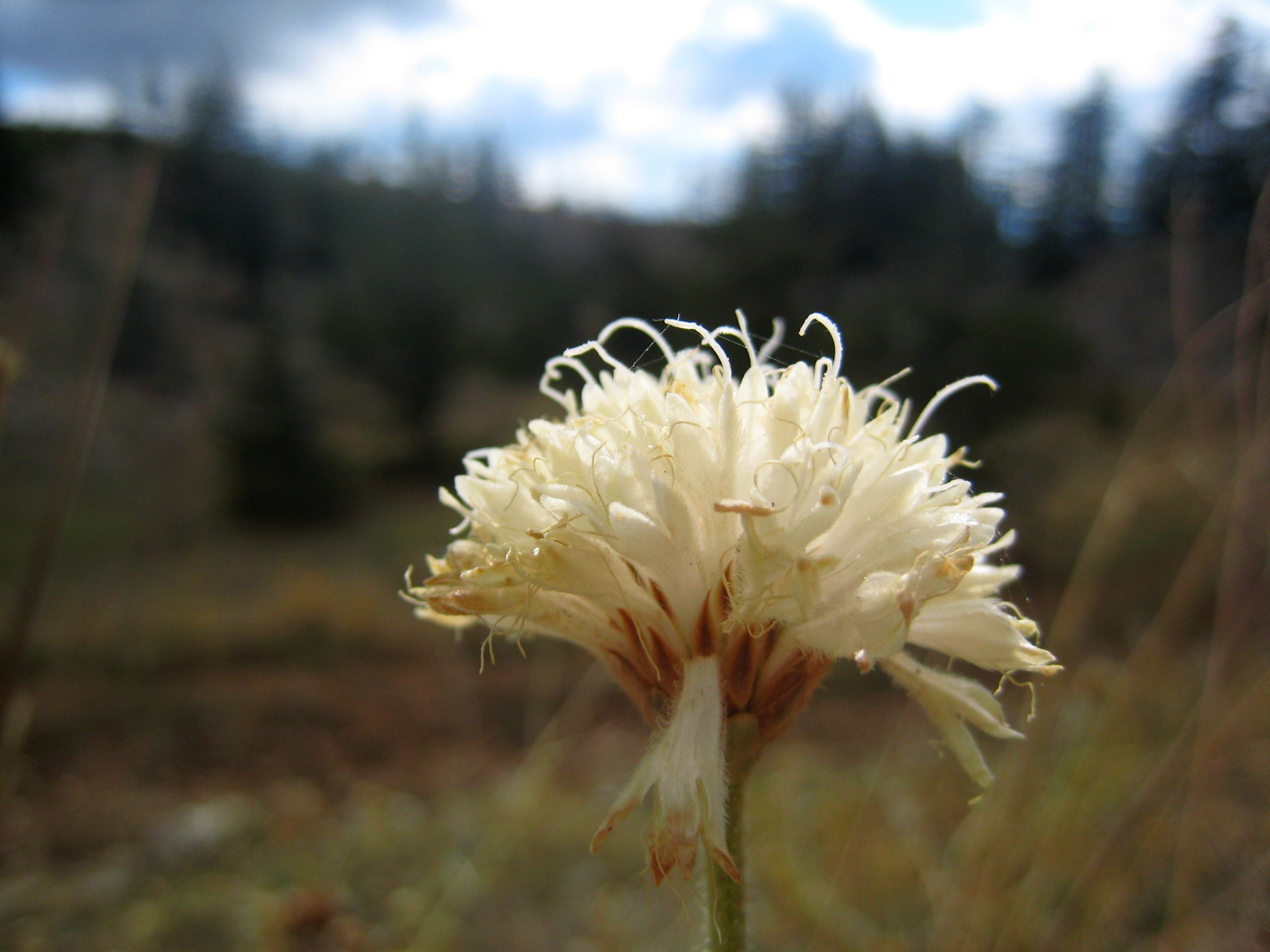 Canon IXY DIGITAL 900 IS sample photo. Flower photography