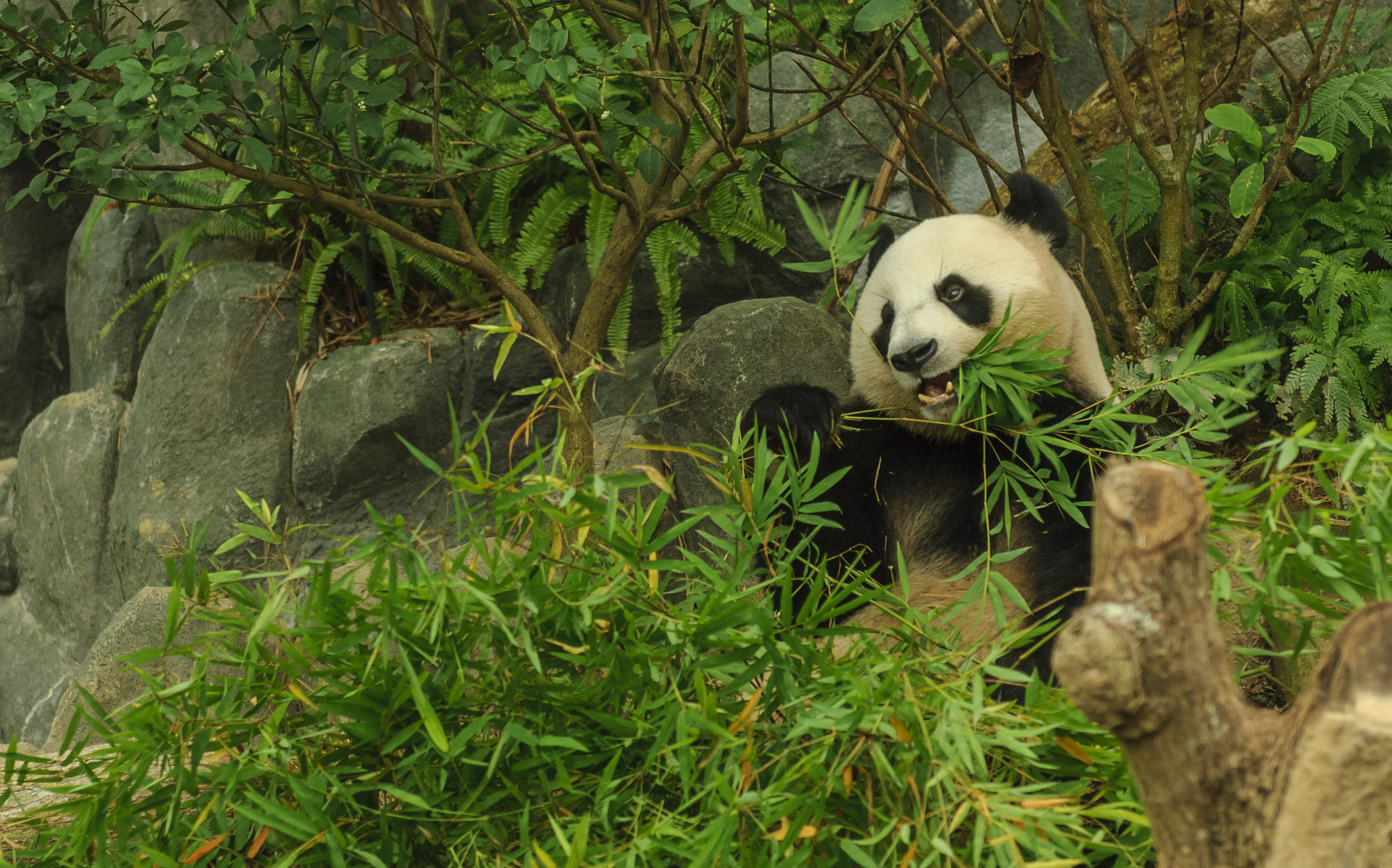 Nikon D2X + Nikon AF-S Nikkor 24-70mm F2.8G ED sample photo. Giant panda singapore zoo photography
