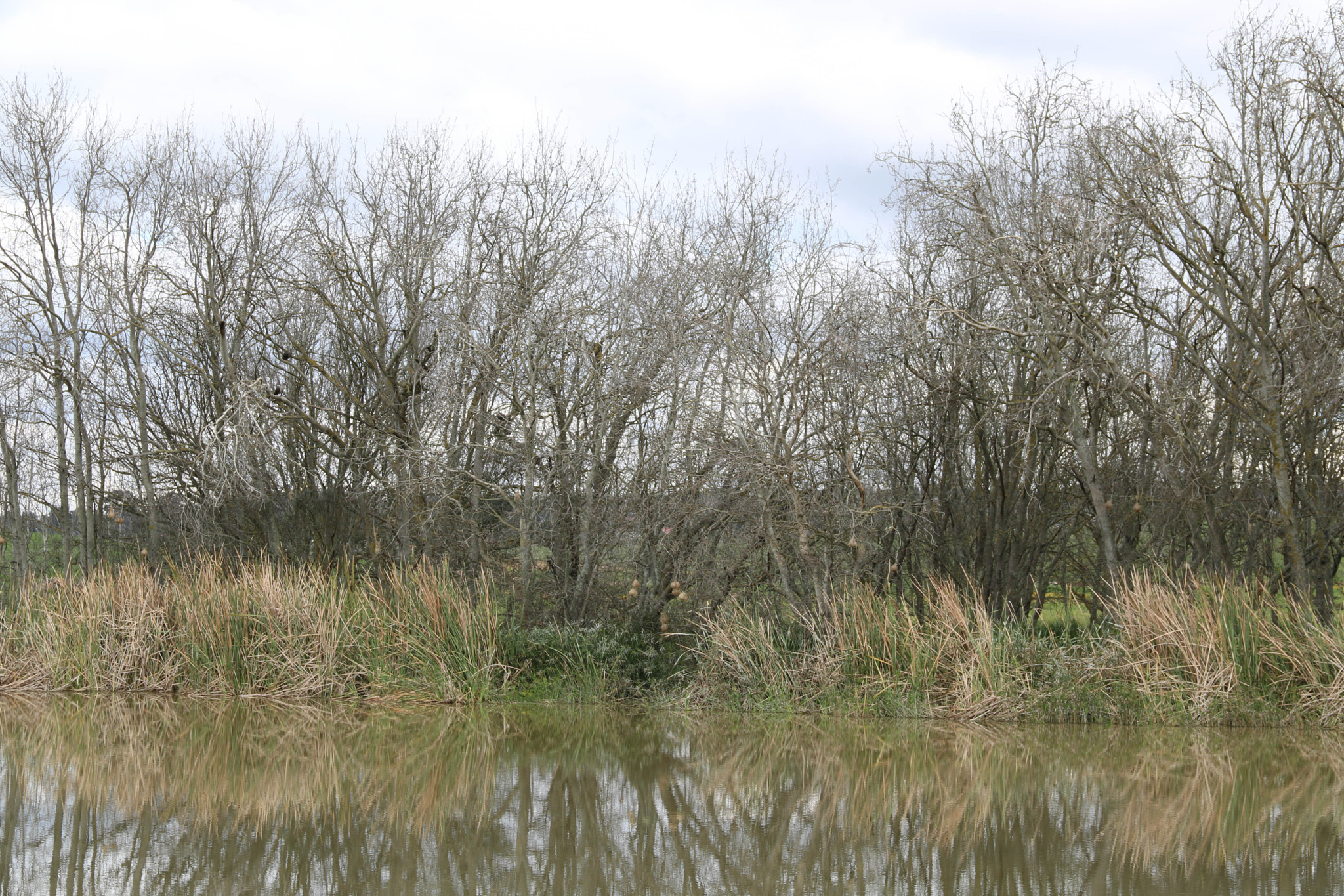 Canon EOS 750D (EOS Rebel T6i / EOS Kiss X8i) sample photo. Trees before spring photography