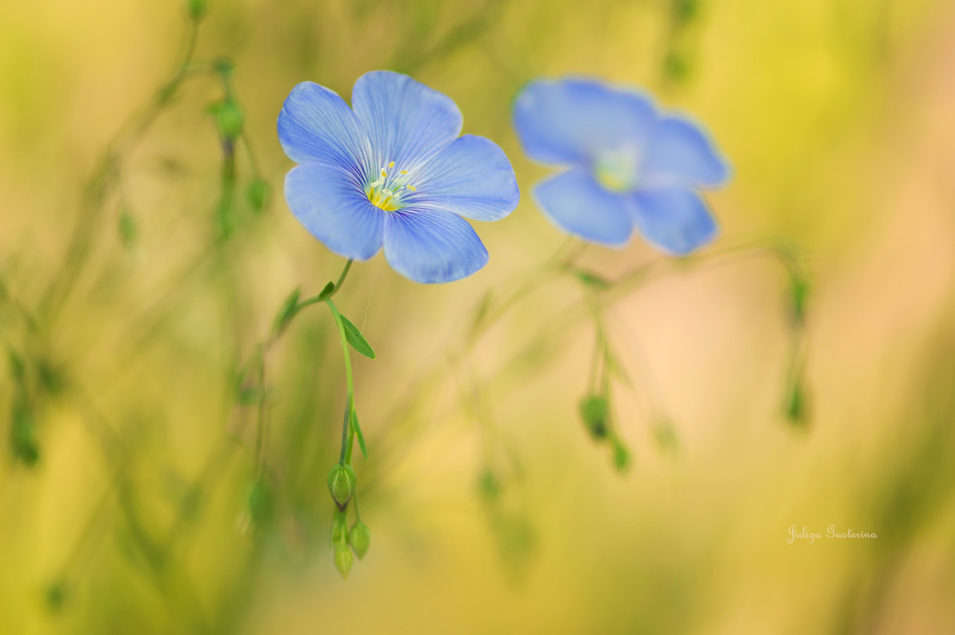 Nikon AF-S Micro-Nikkor 105mm F2.8G IF-ED VR sample photo. |||♥||| photography
