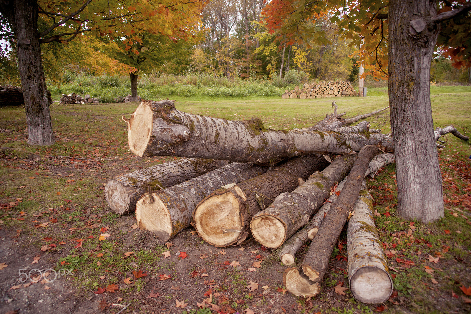 Minolta/Sony AF 24-105mm F3.5-4.5 (D) sample photo. Cutting wood photography