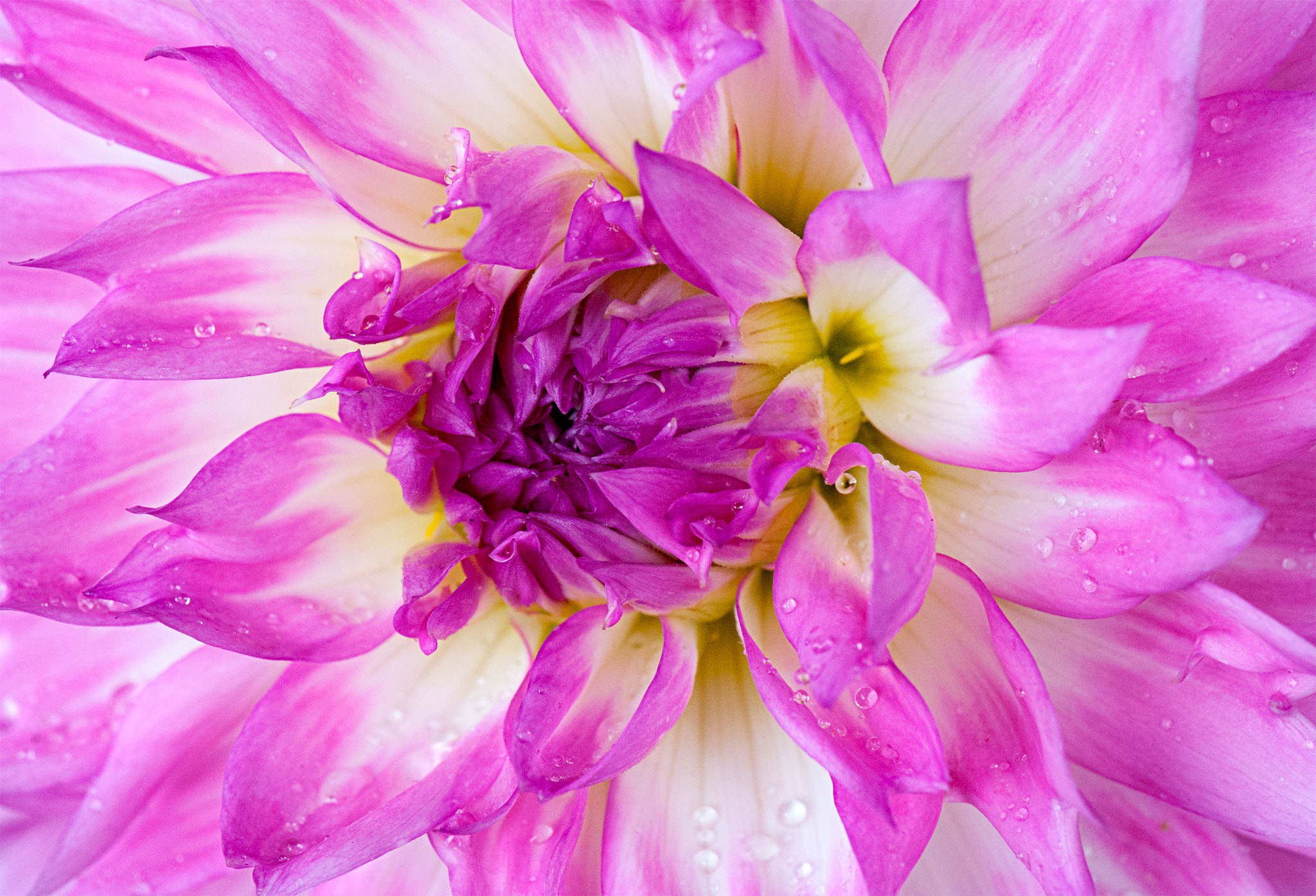 Nikon AF-S Micro-Nikkor 105mm F2.8G IF-ED VR sample photo. Dahlia photography