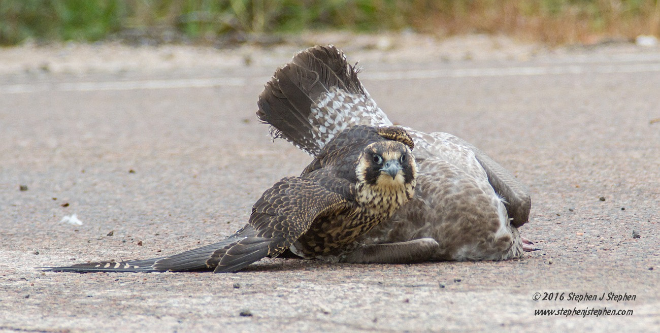 Canon EOS 7D sample photo. Peregrine falcon with prey photography