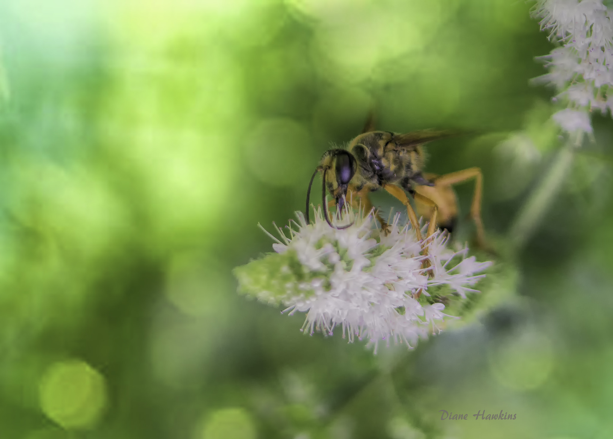 Nikon AF-S Micro-Nikkor 105mm F2.8G IF-ED VR sample photo. Wasp and bokeh photography