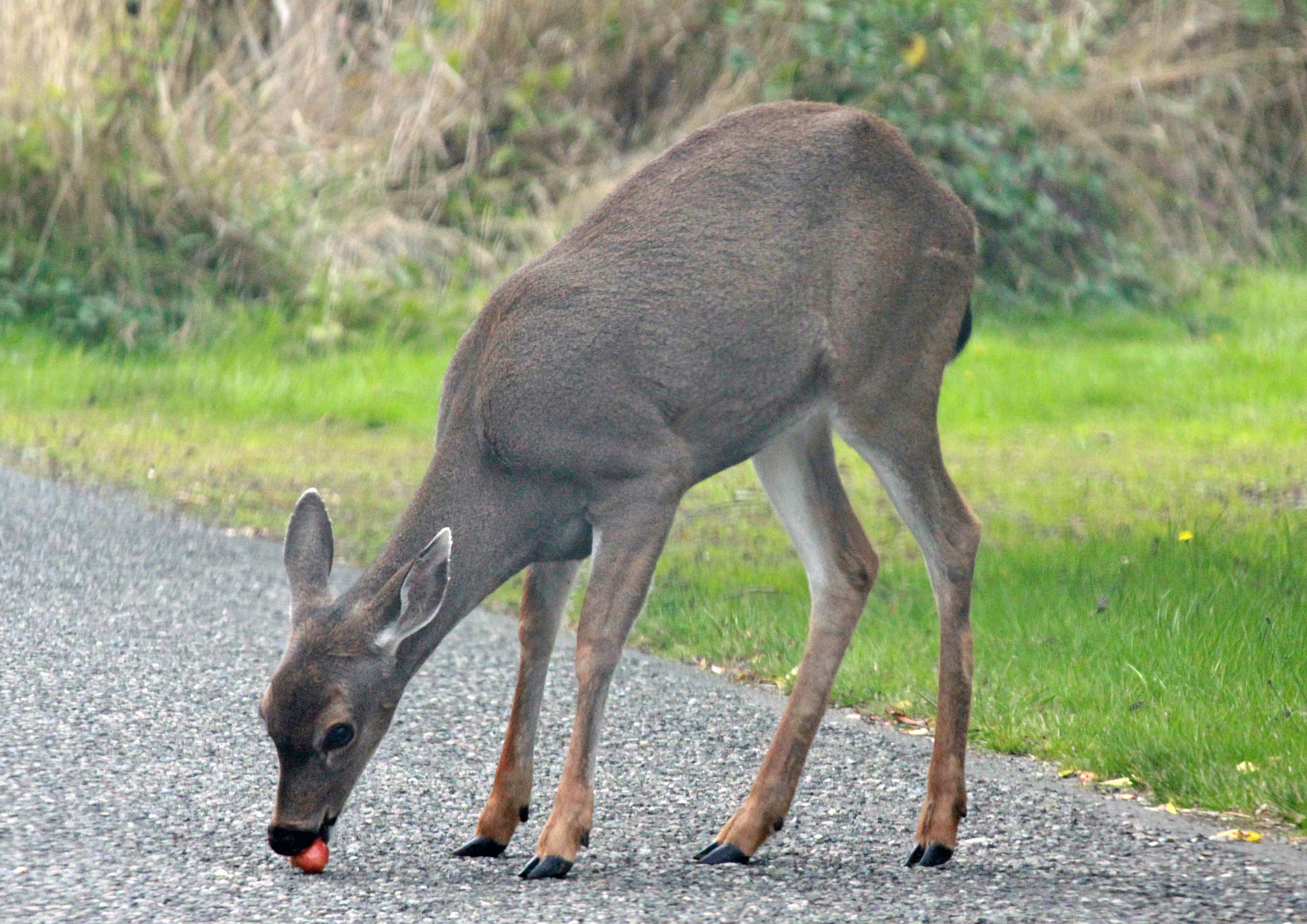Canon EF-S 55-250mm F4-5.6 IS sample photo. Road apple deer photography