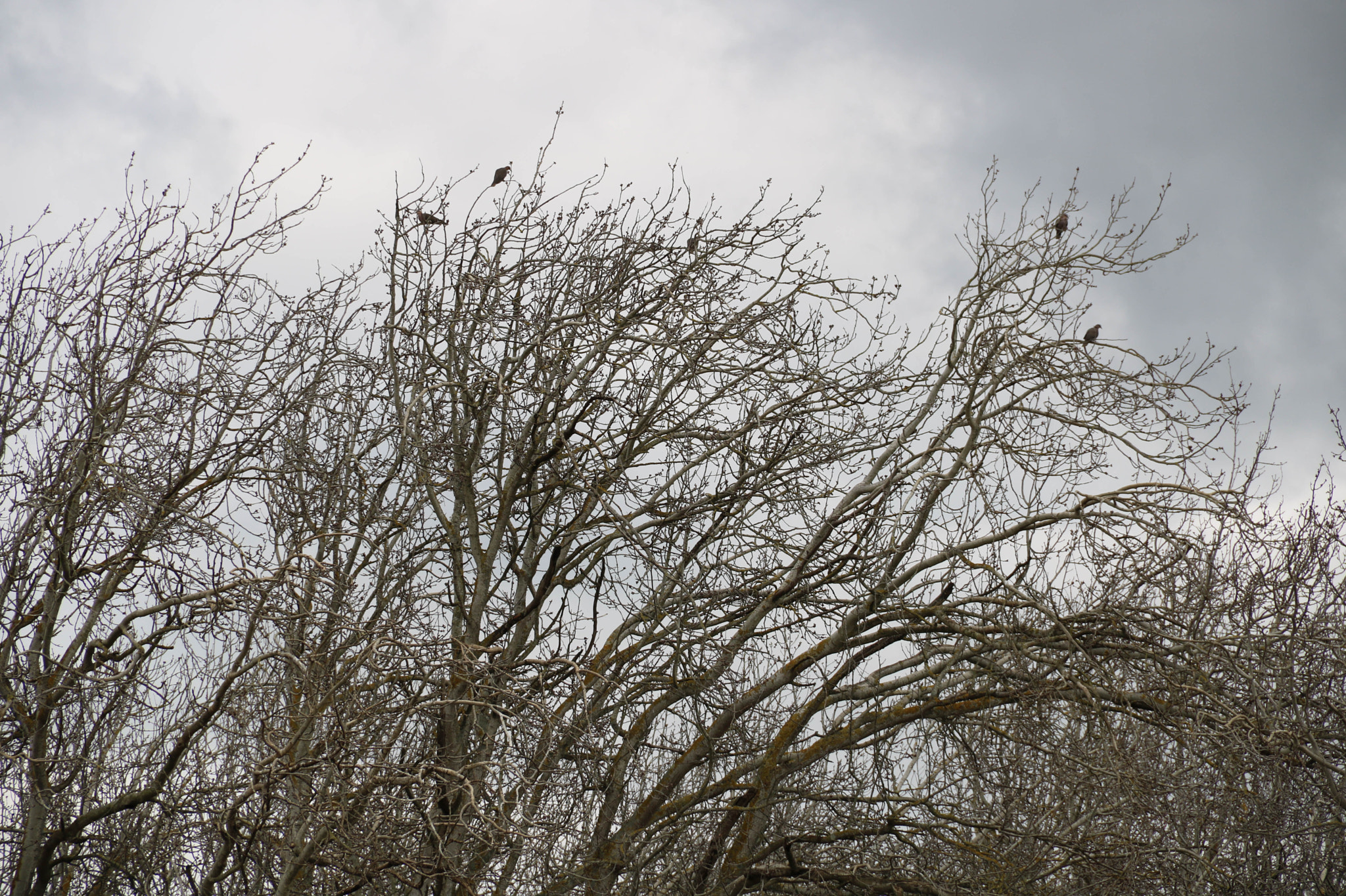 Canon EOS 750D (EOS Rebel T6i / EOS Kiss X8i) sample photo. Birds resting in the trees photography