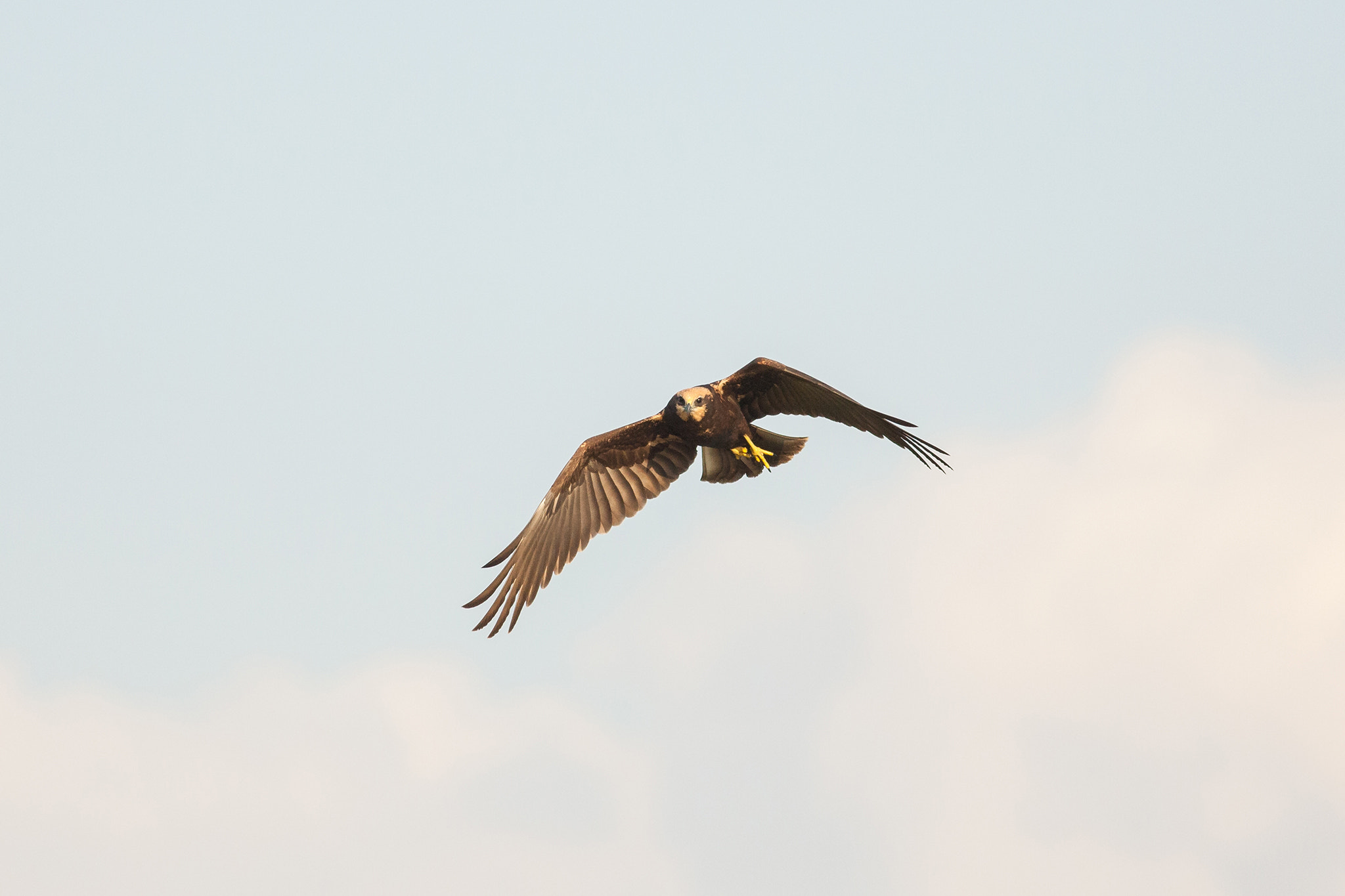 Canon EF 400mm F5.6L USM sample photo. Male marsh harrier photography