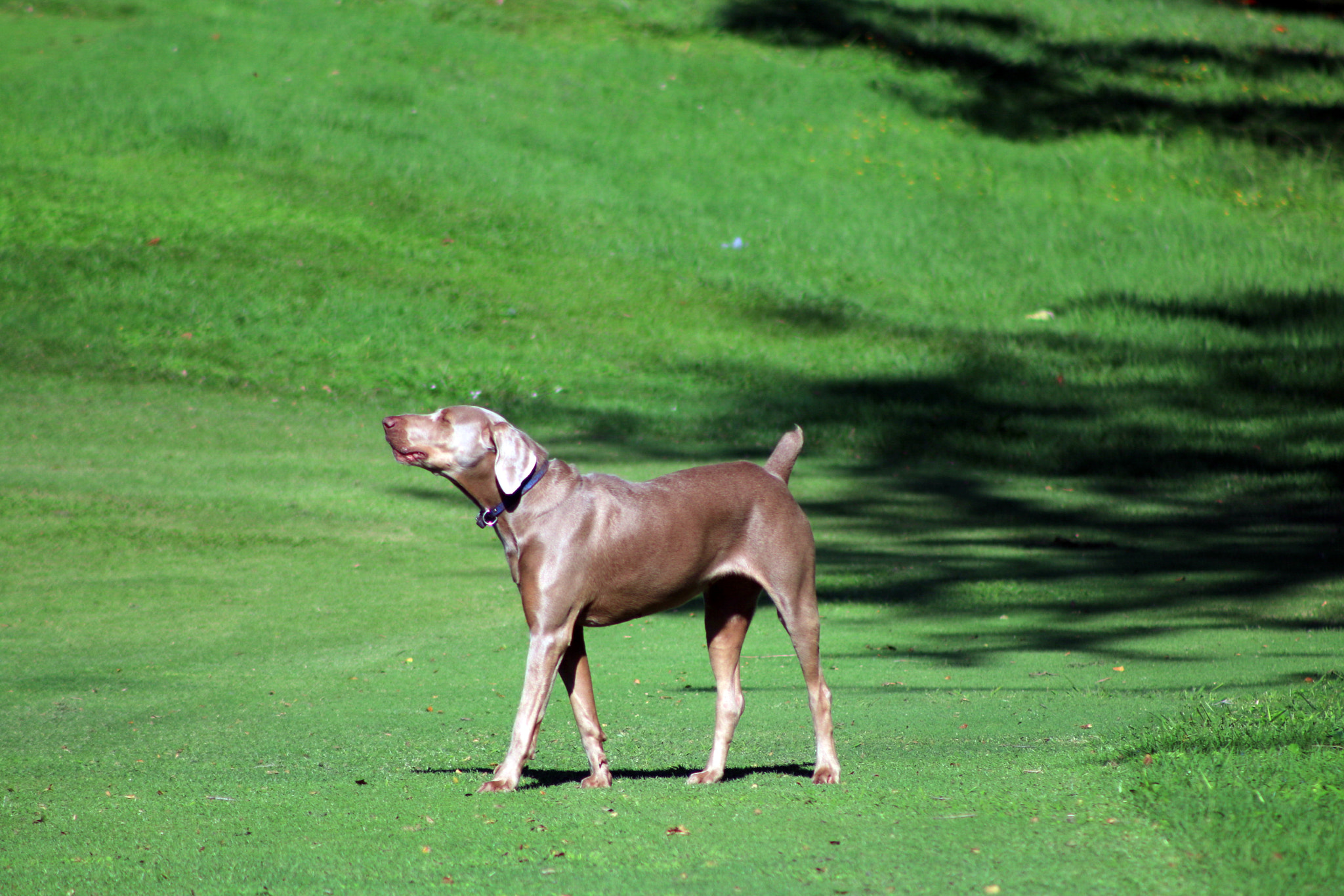 Canon EF 75-300mm f/4-5.6 USM sample photo. Elegant dog photography
